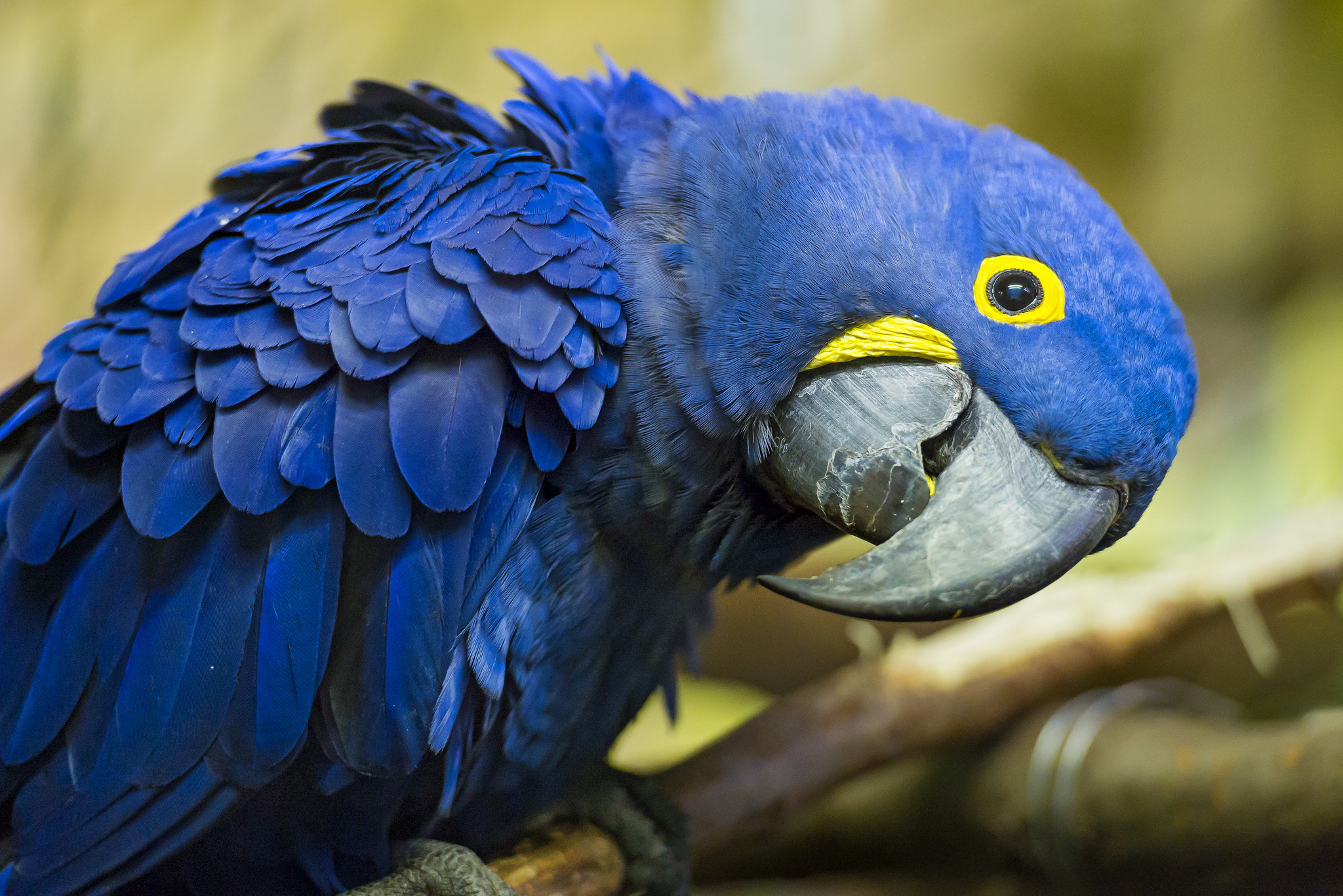 21 Hyacinth Macaw HD Wallpapers