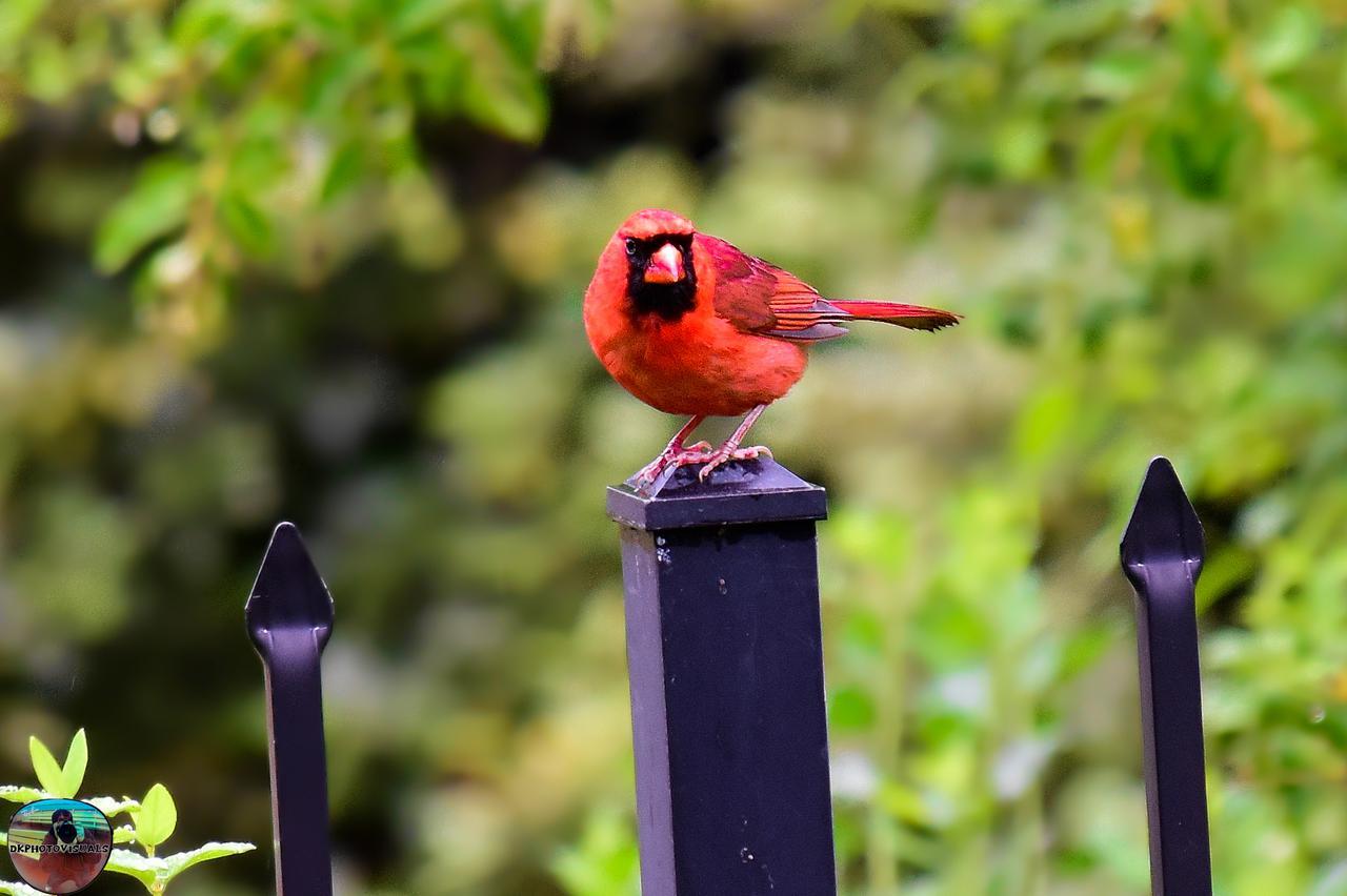 Birding Buddies: Northern Cardinal