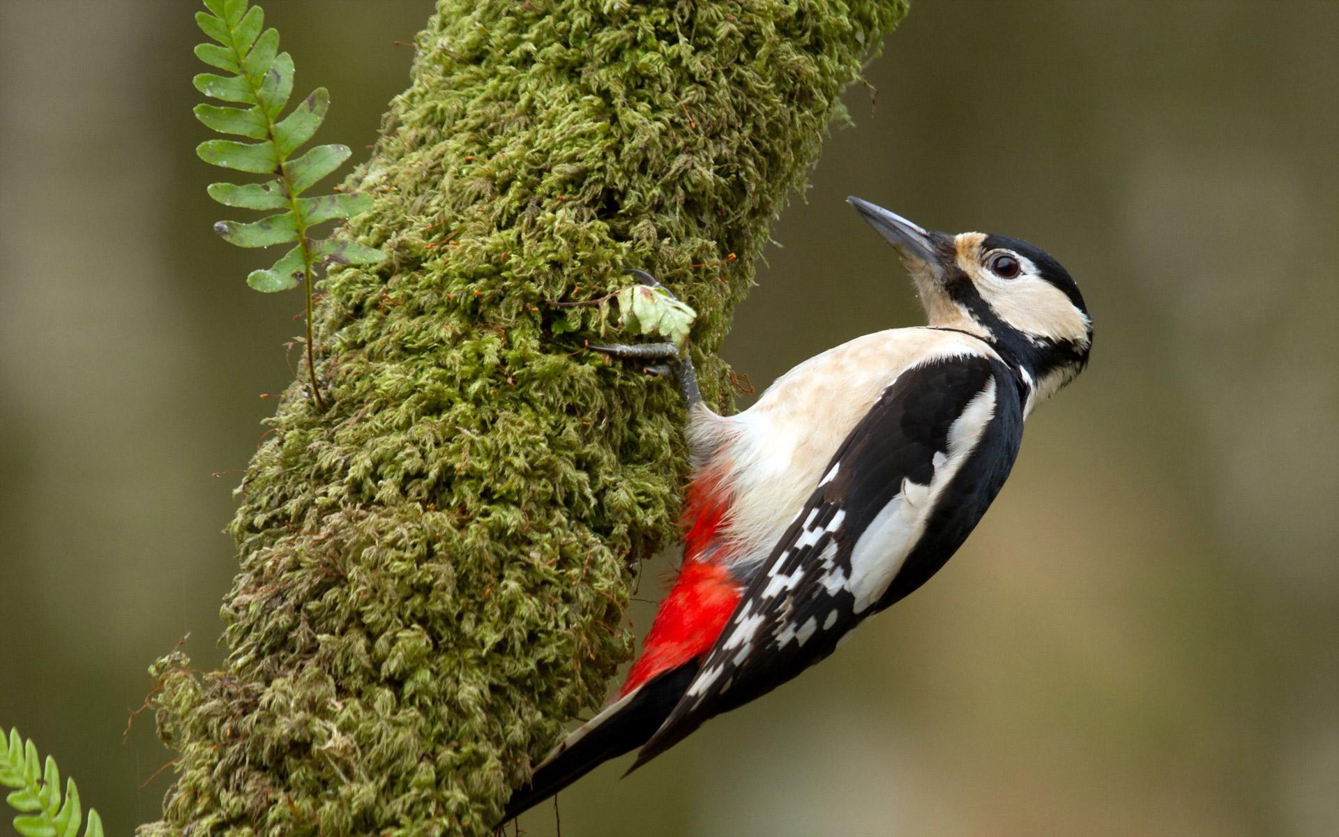 Fantastic Woodpecker wallpapers