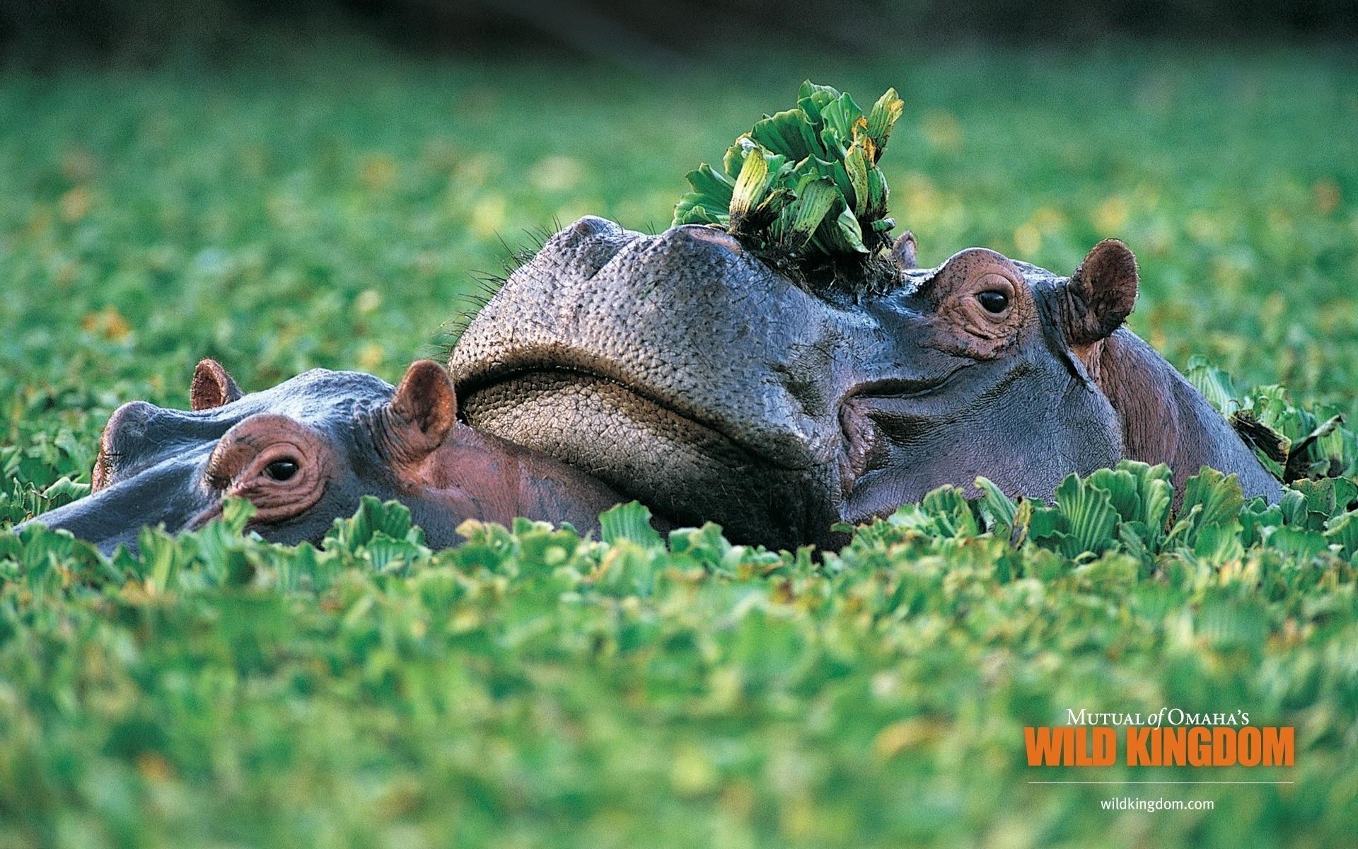 Hippos. Android wallpapers for free