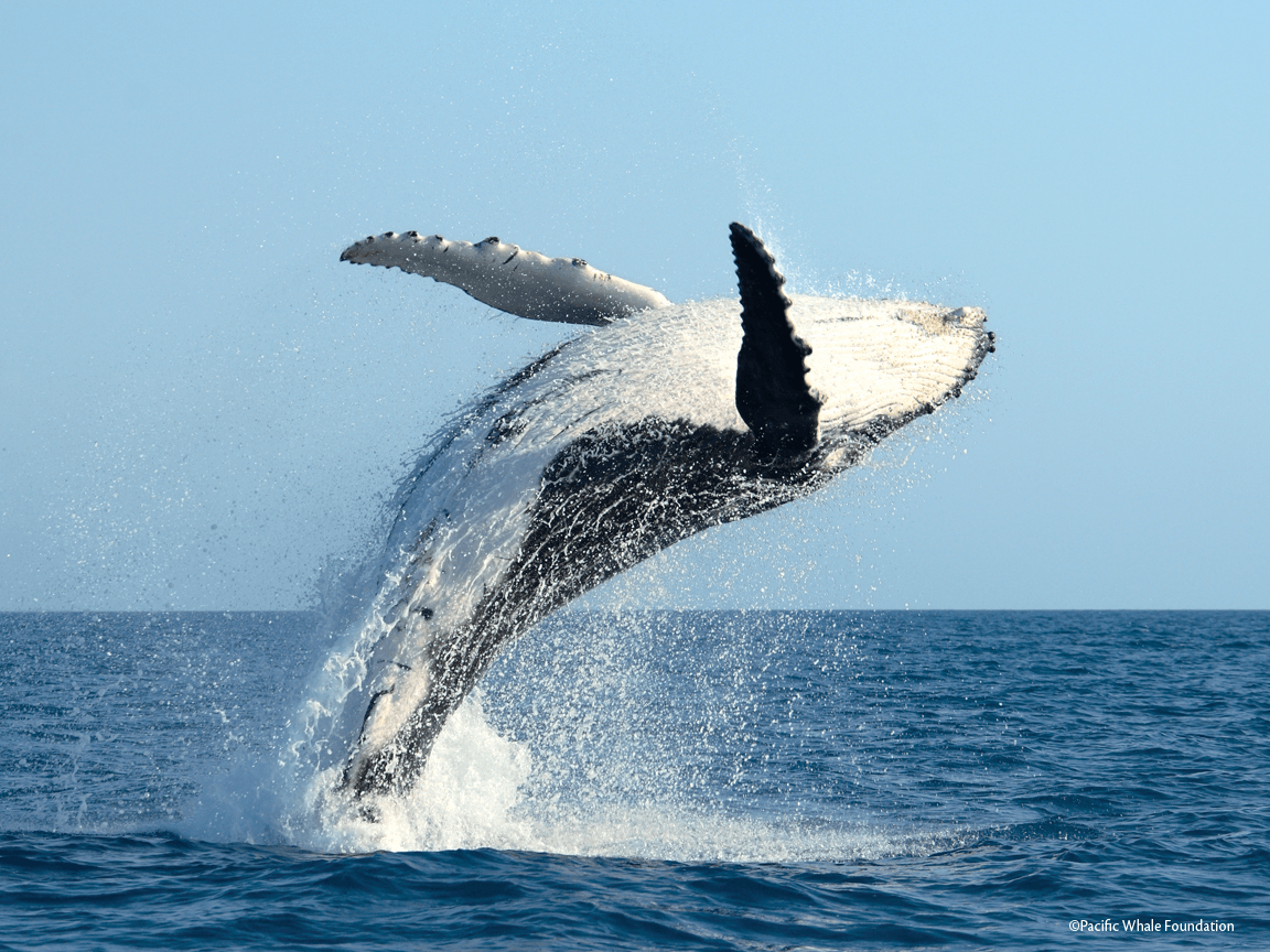 Humpback whale wallpapers