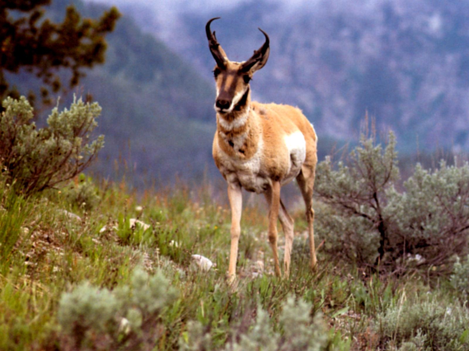 High Definition New Wallpapers: Pronghorn Wallpapers