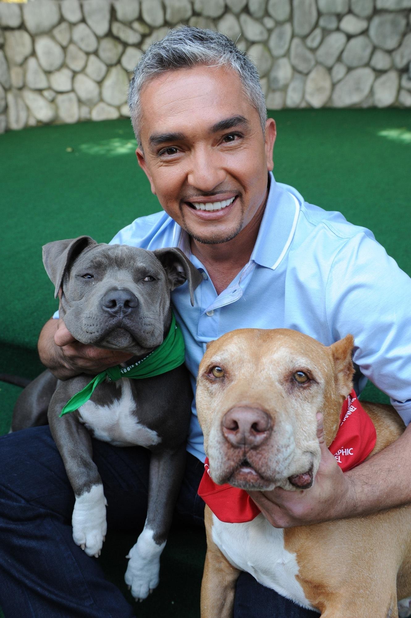 Cesar Millan image Cesar HD wallpapers and backgrounds photos