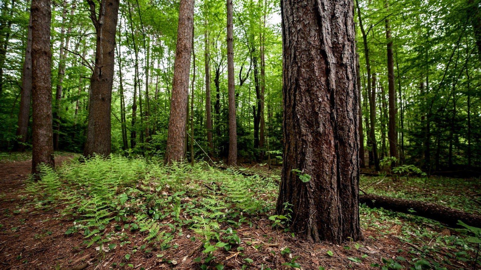 Green Heart At Work: International Day of Forests