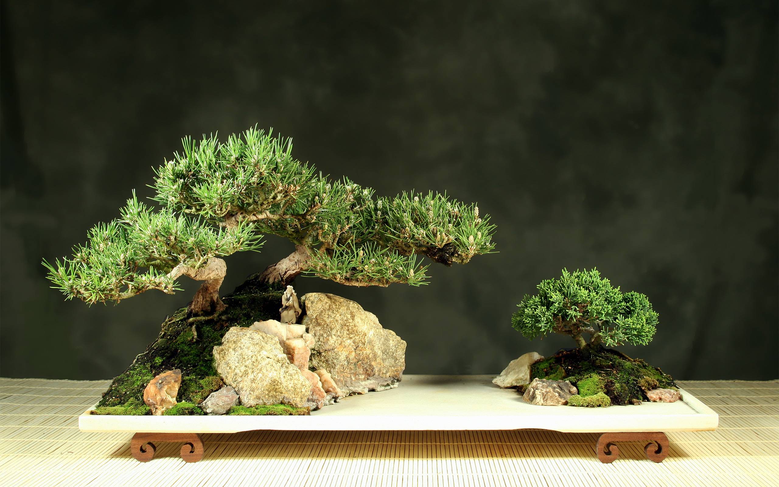 Bonsai tree