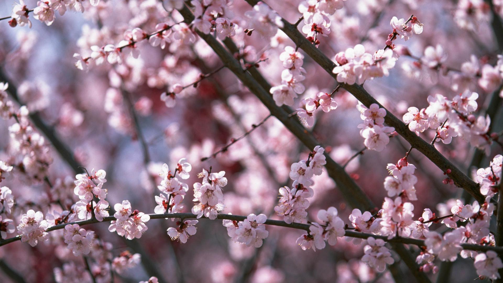 sakura flower blossom hd