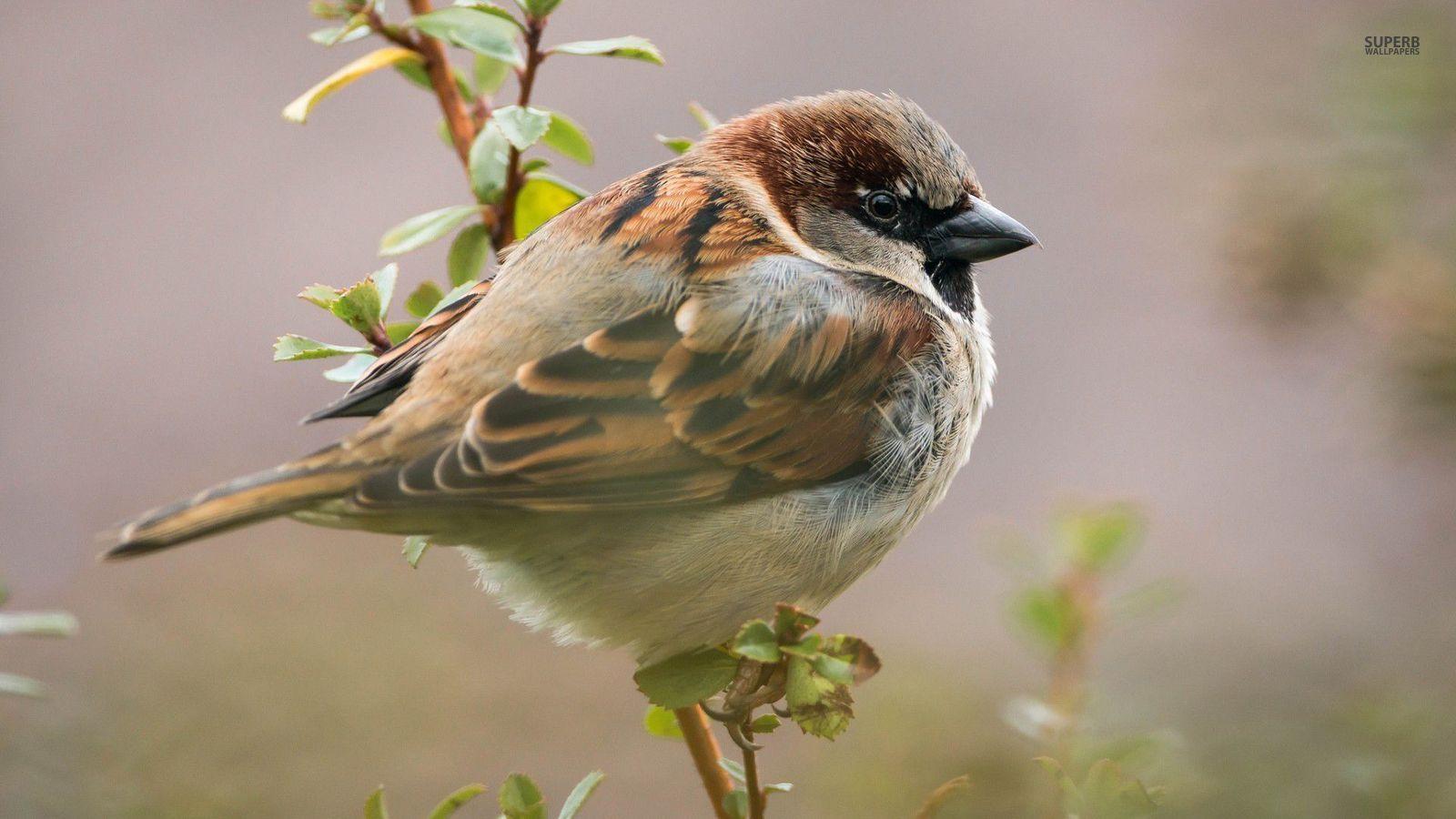 Sparrow