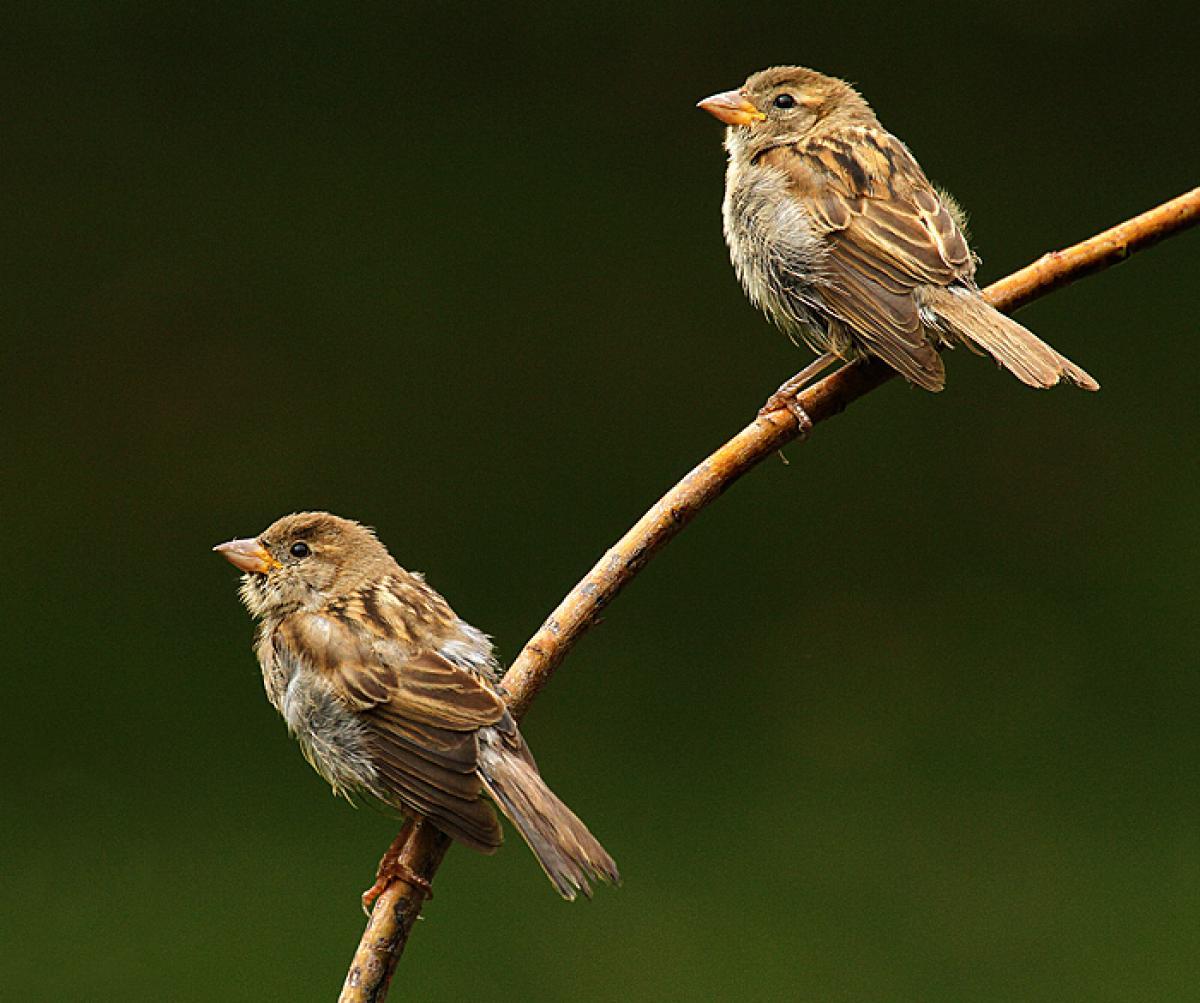 House sparrow