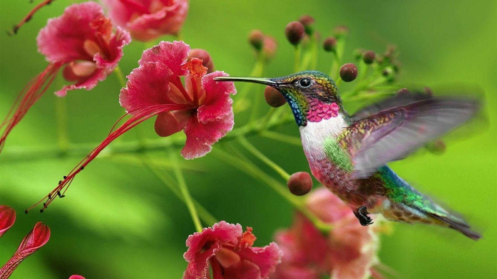 Beautiful hummingbird wallpapers for desktop 14