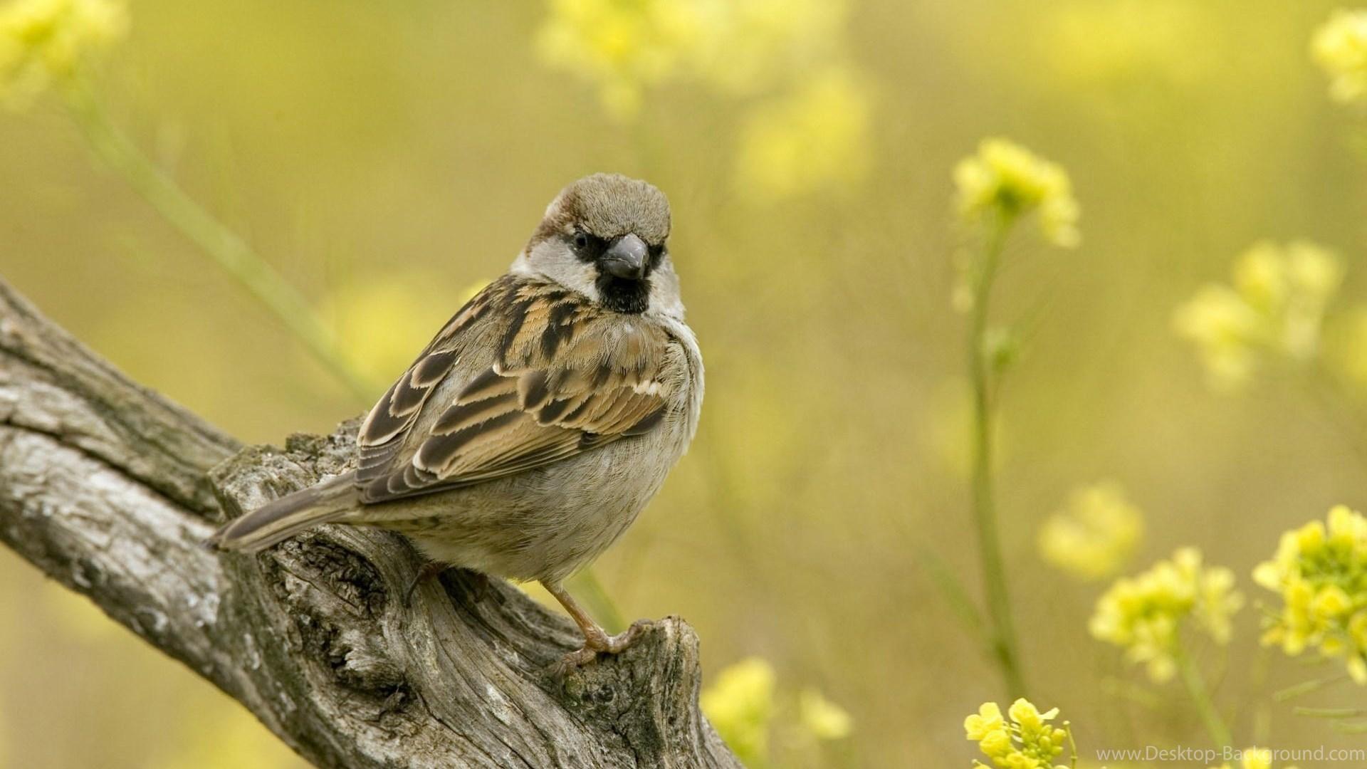 Sparrow Wallpapers HD Desktop Backgrounds