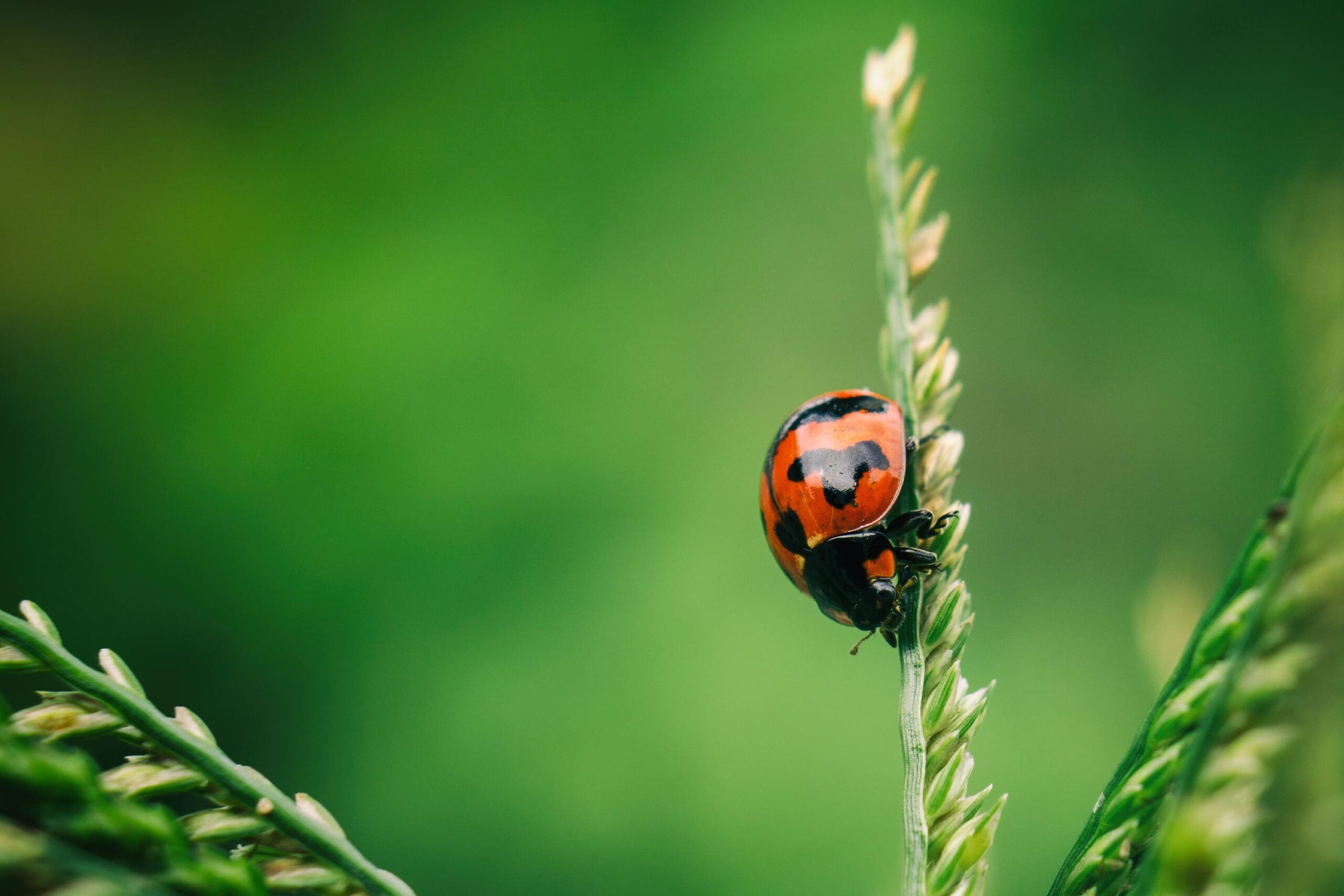 Ladybird Wallpapers