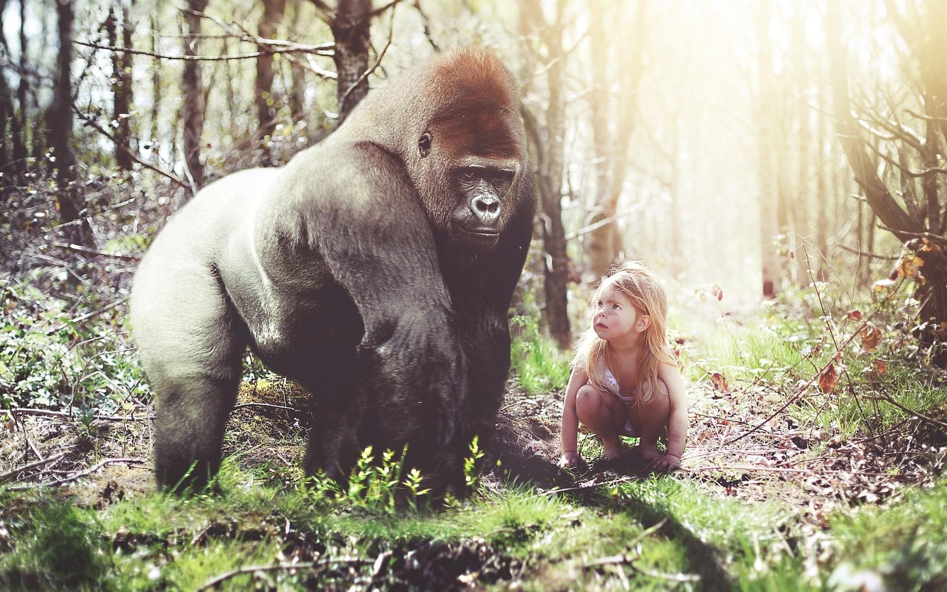 Gorilla Wallpapers ·①