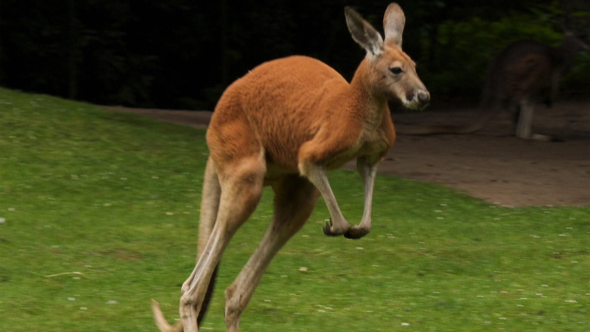 Kangaroo Wallpapers Wallpapers