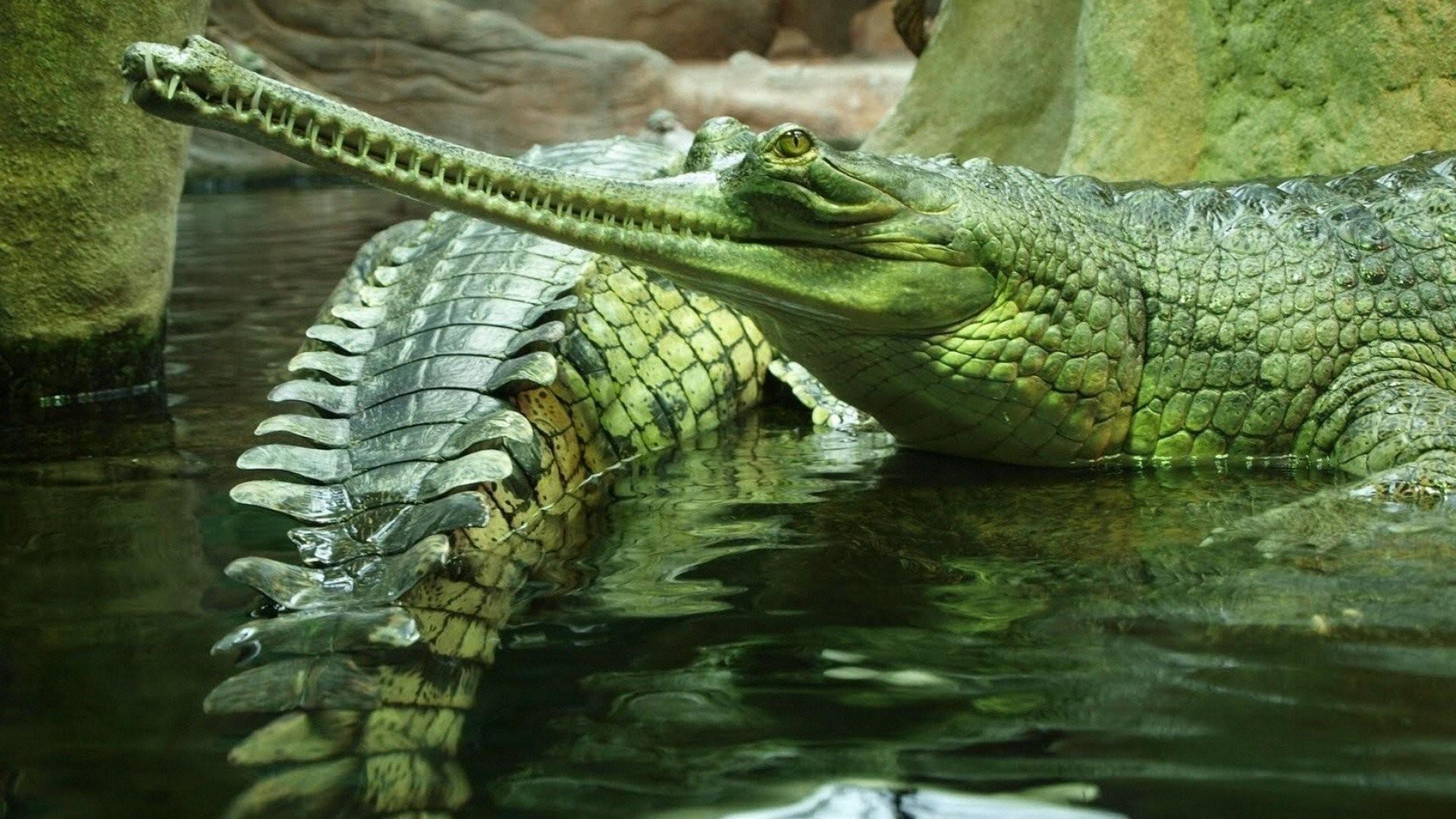 Crocodile Wallpapers