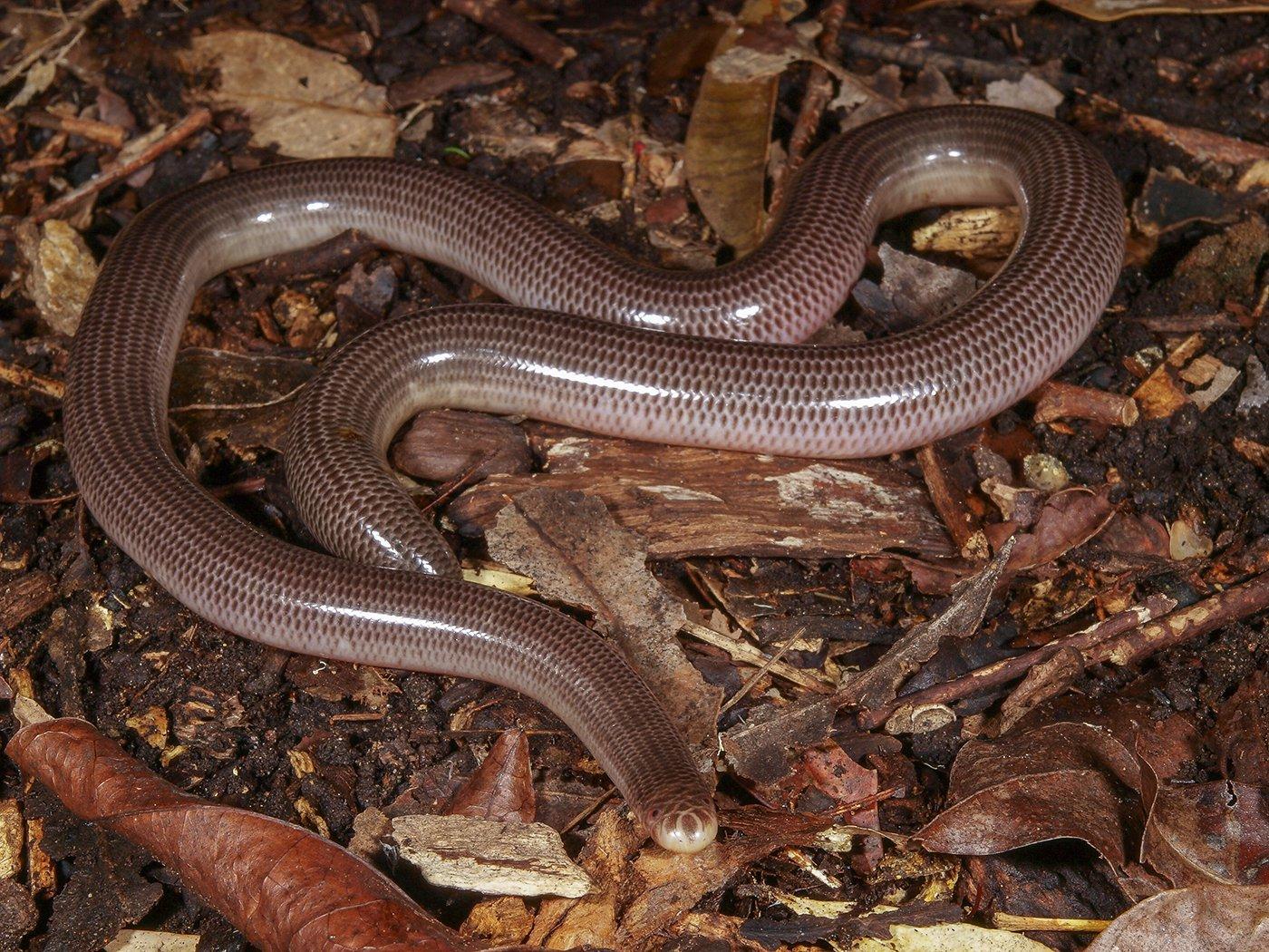 Blind Snake