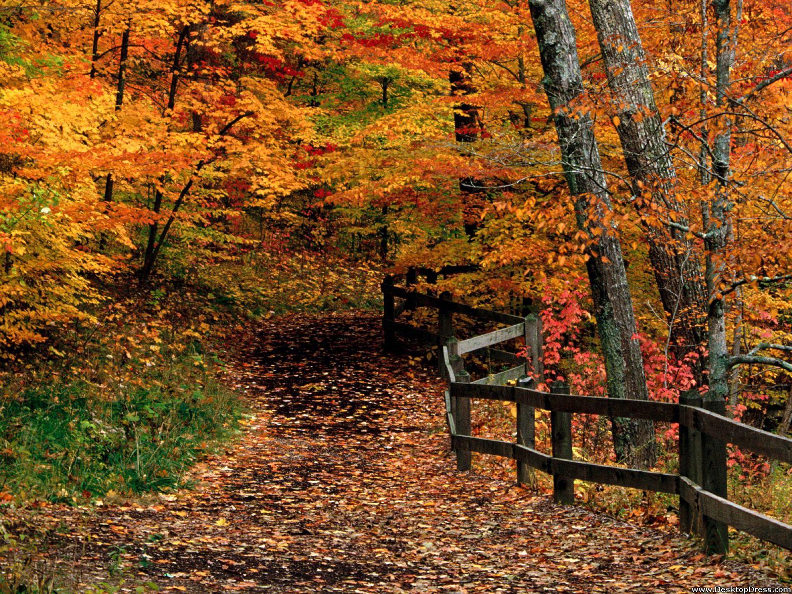 Desktop Wallpapers » Natural Backgrounds » Mccormick Creek State