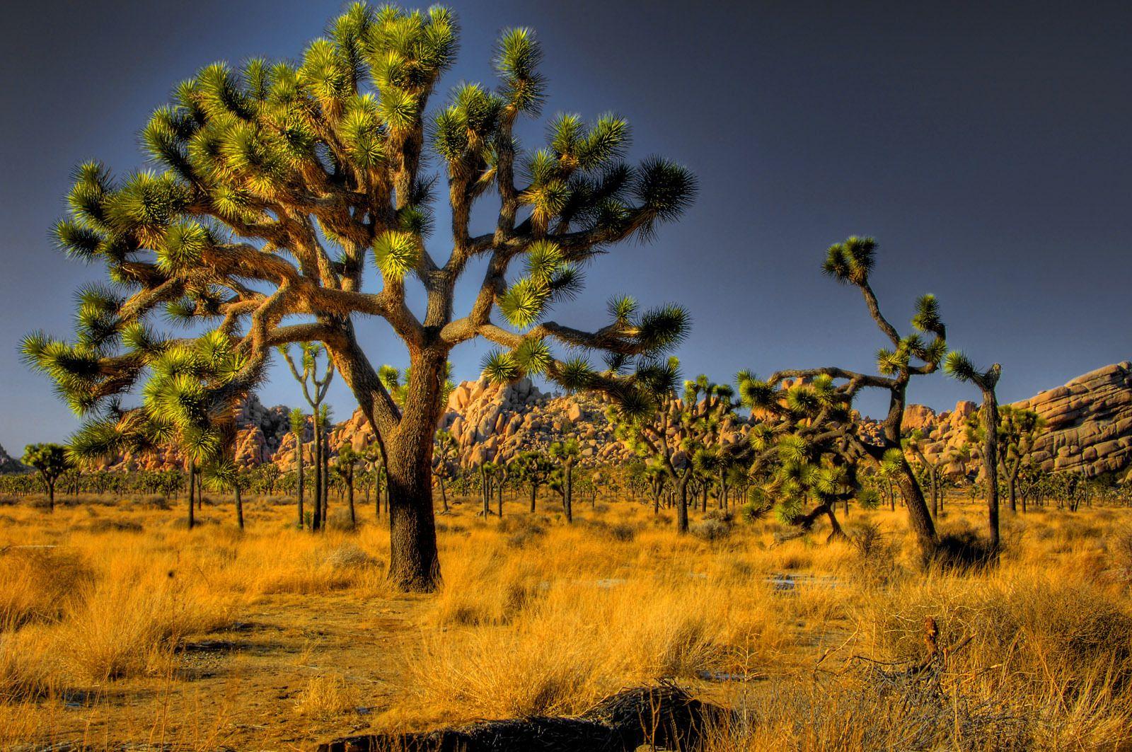 USA National Parks image joshua tree nationalpark HD wallpapers