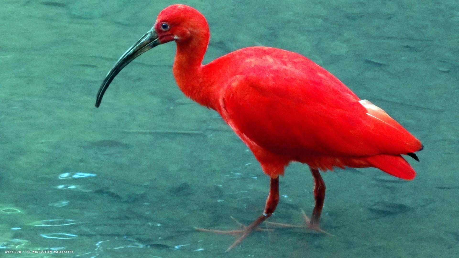 ibis red bird water hd widescreen wallpapers / birds backgrounds