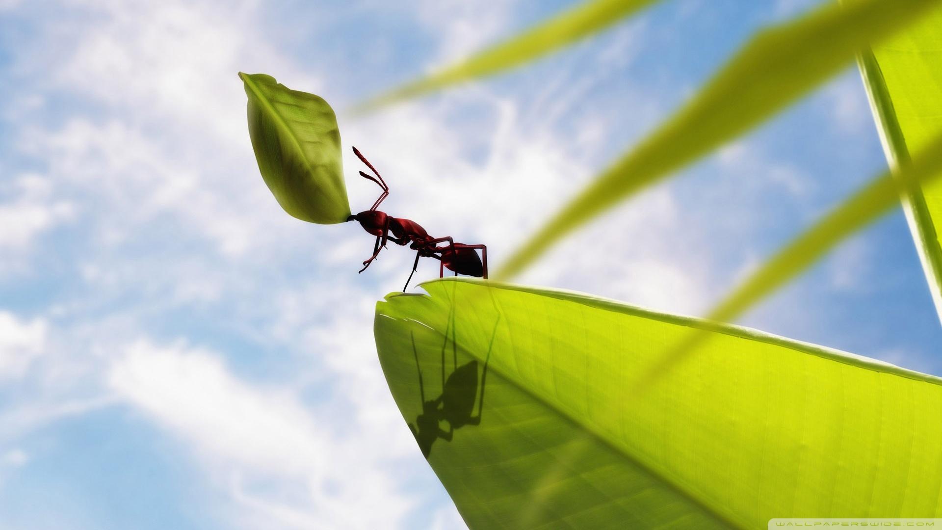 Hardworking Ant ❤ 4K HD Desktop Wallpapers for 4K Ultra HD TV • Wide