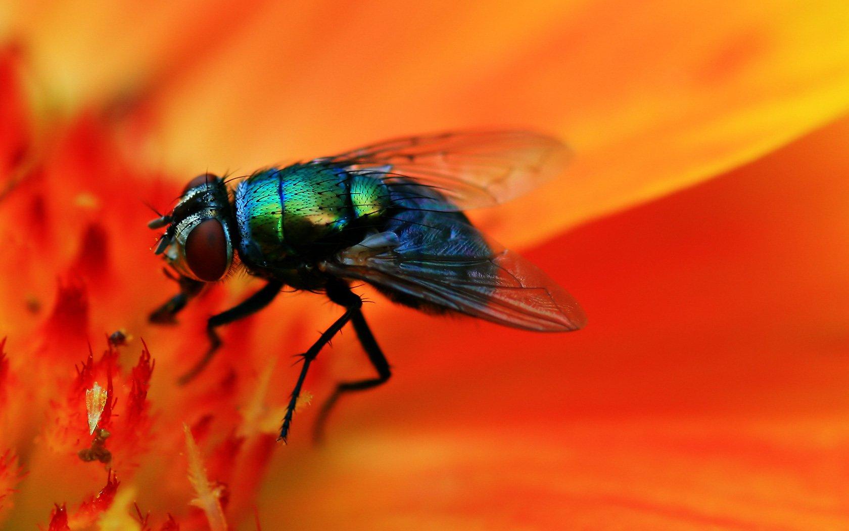 97 Fly HD Wallpapers