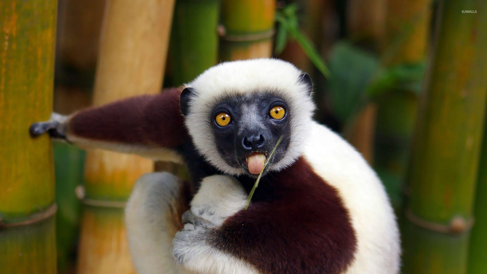 Lemur wallpapers