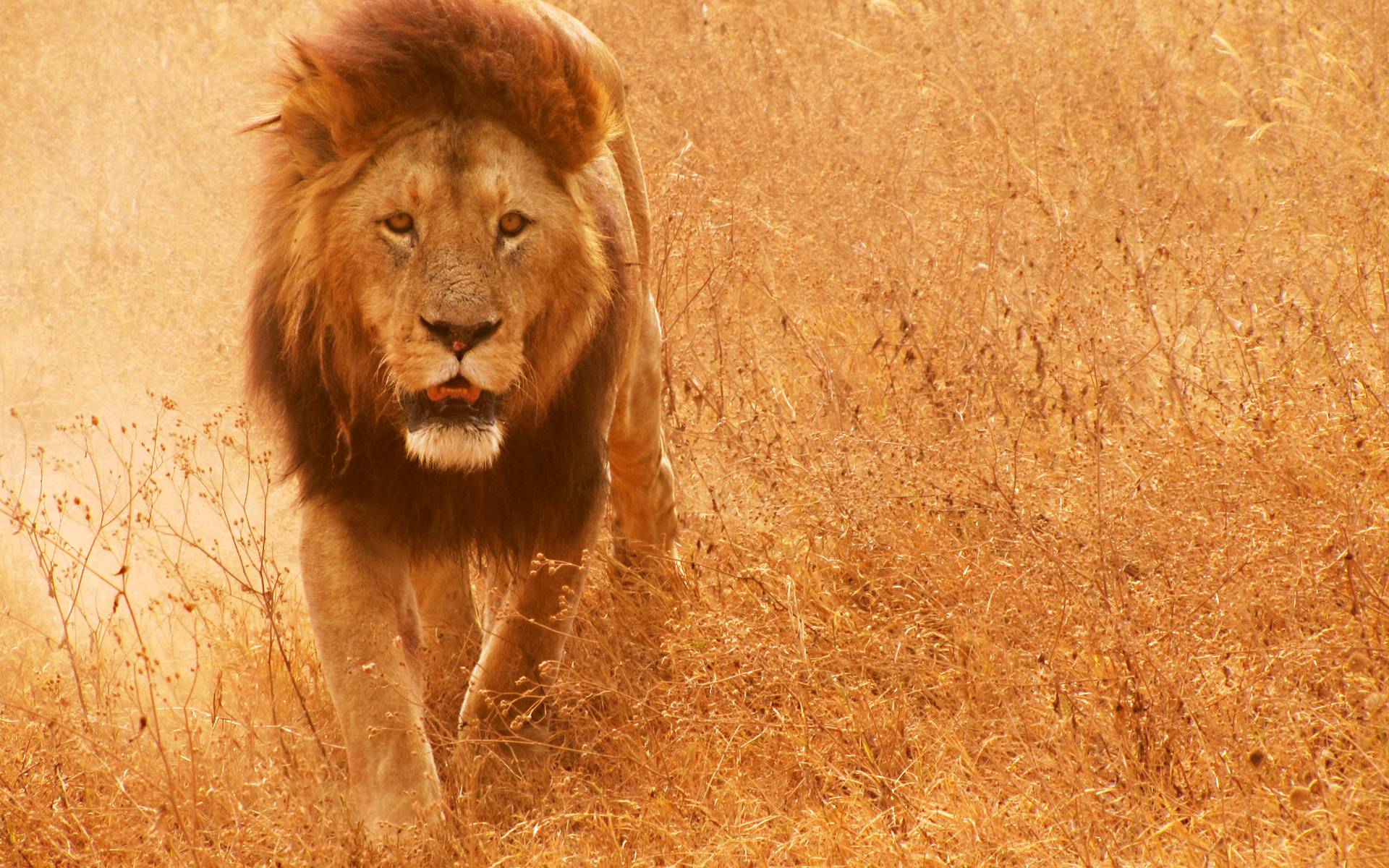 Lion Hd wallpapers