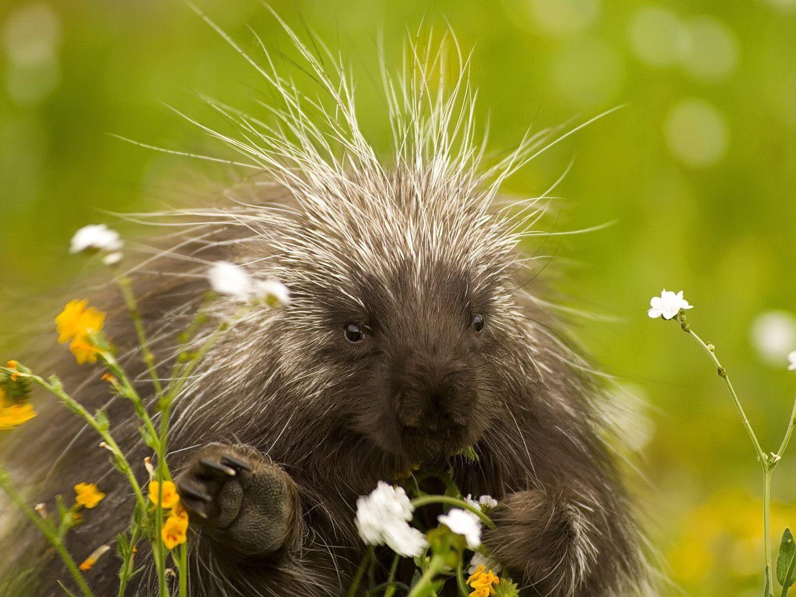 Porcupine Wallpapers Porcupines Animals Wallpapers in format for