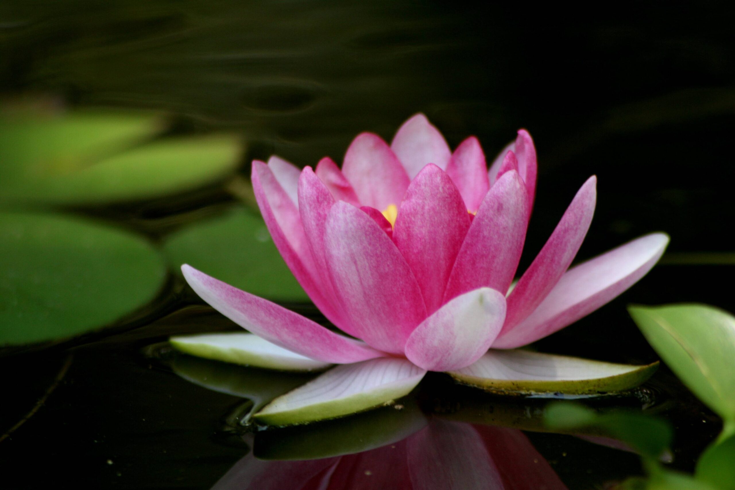 Lotus Flower Pictures Wallpapers