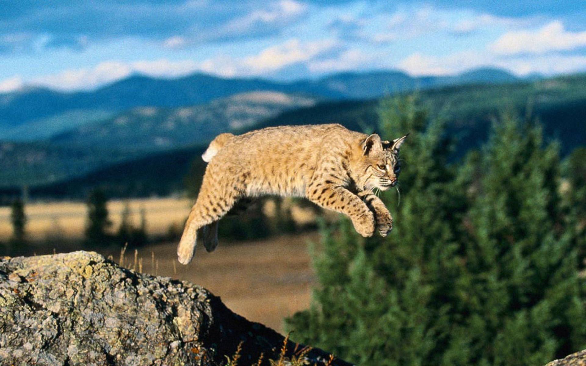 Beautiful Bobcat Close Up Wallpapers