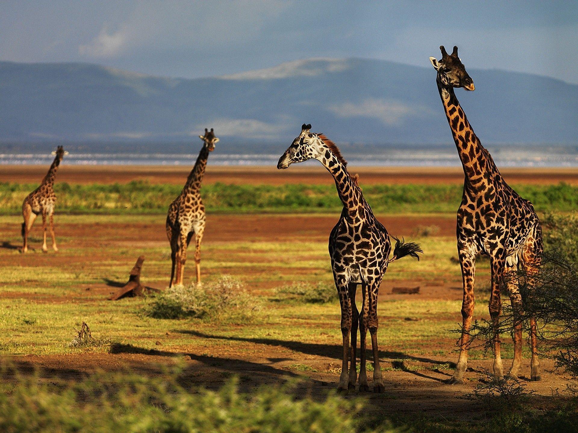 154 Giraffe Wallpapers