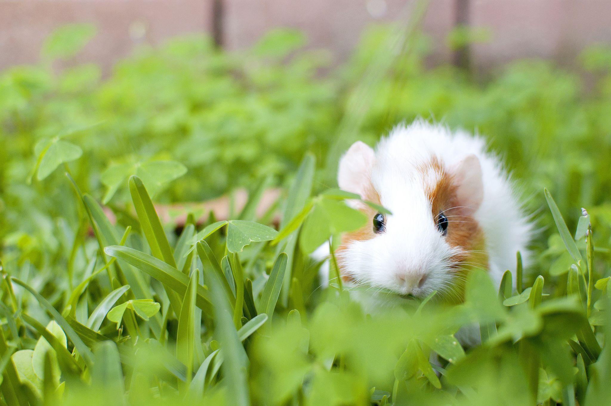 55 Guinea Pig HD Wallpapers