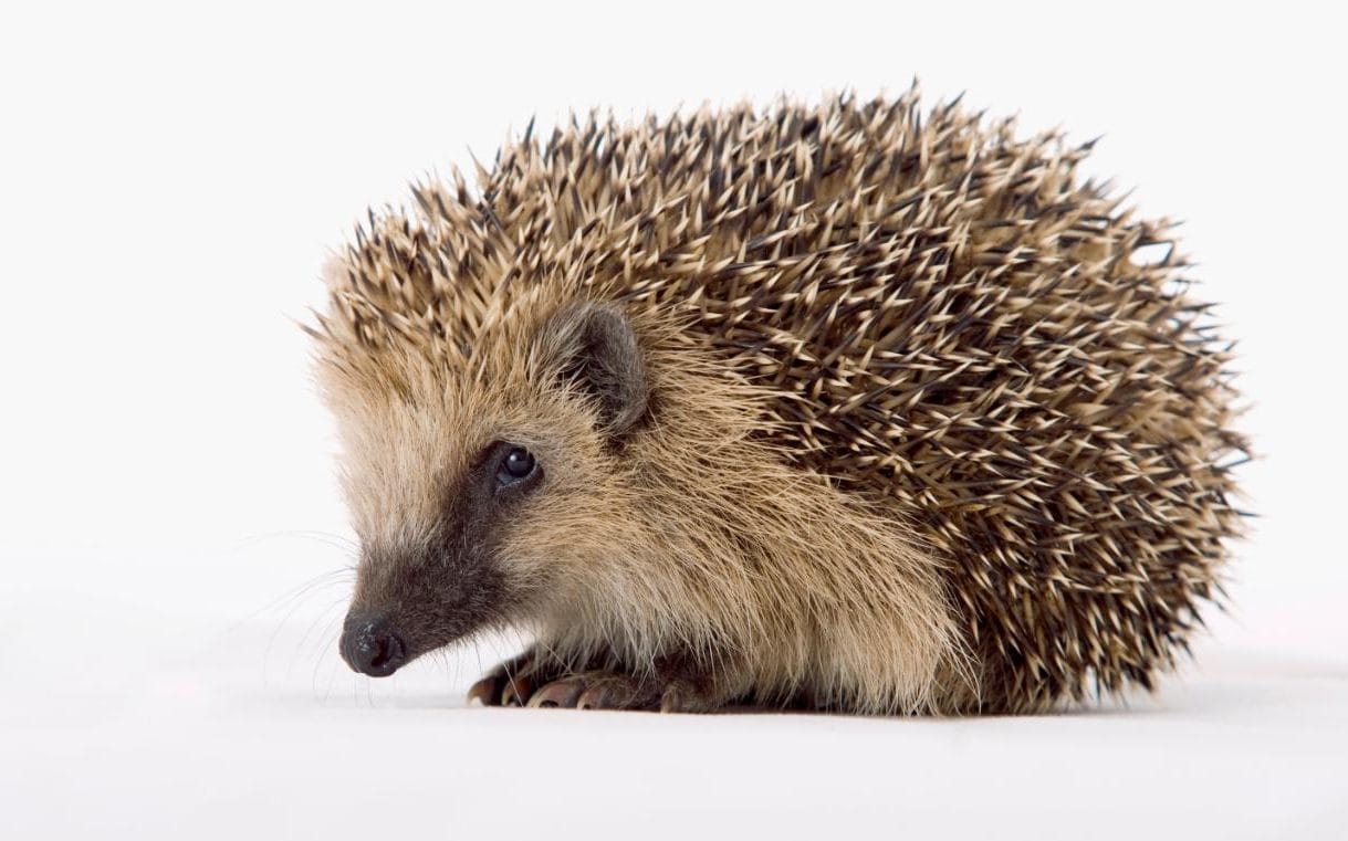 Hedgehog Image