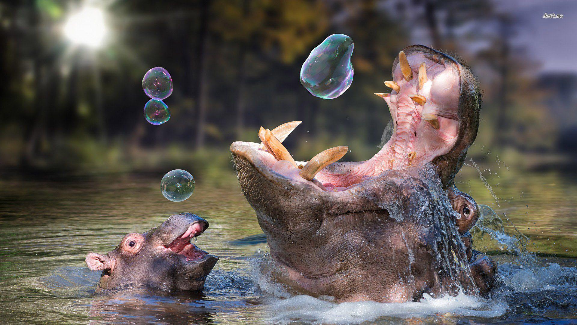 Hippopotamus Wallpapers ,