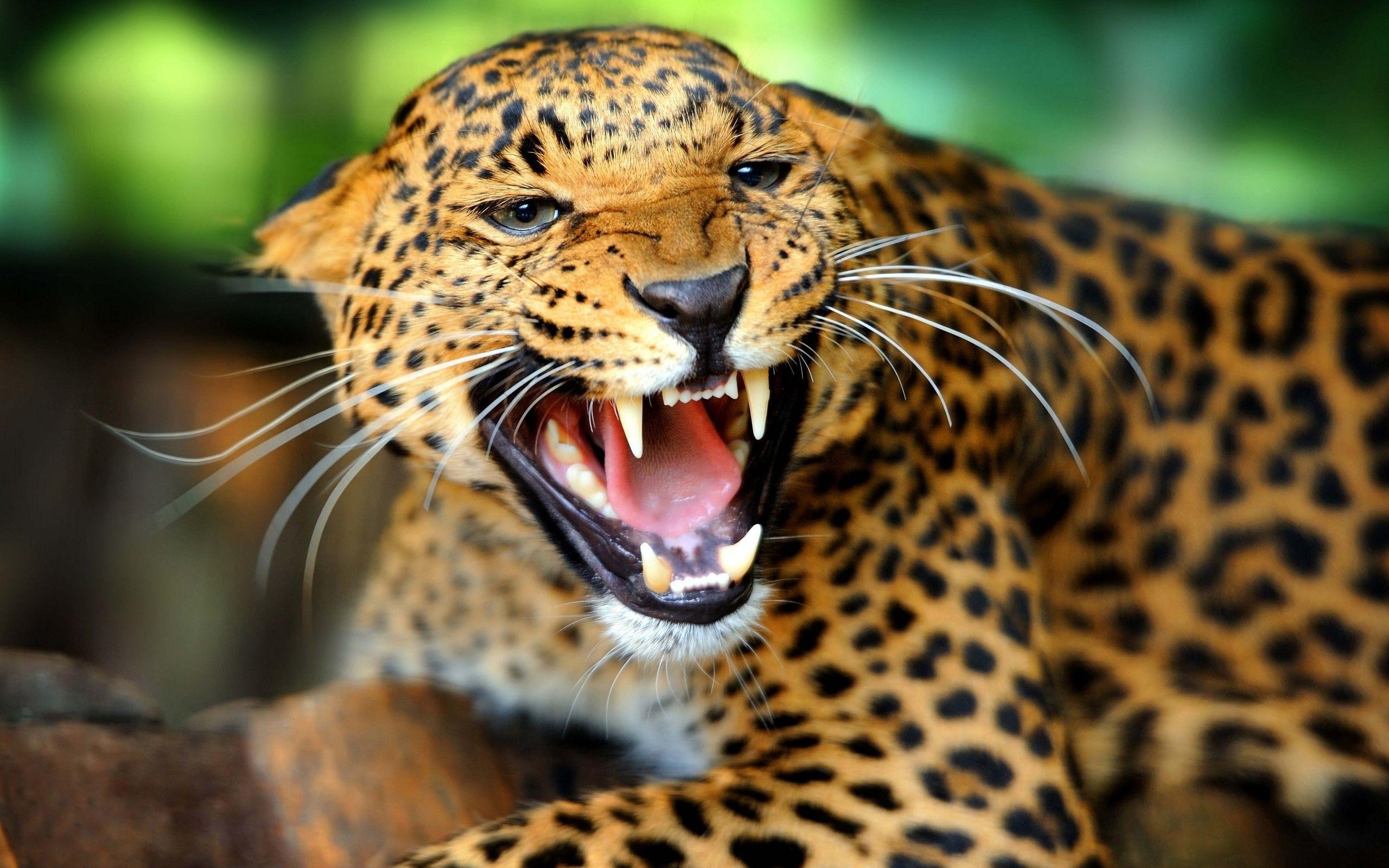 HD Jaguar Wallpapers and Photos