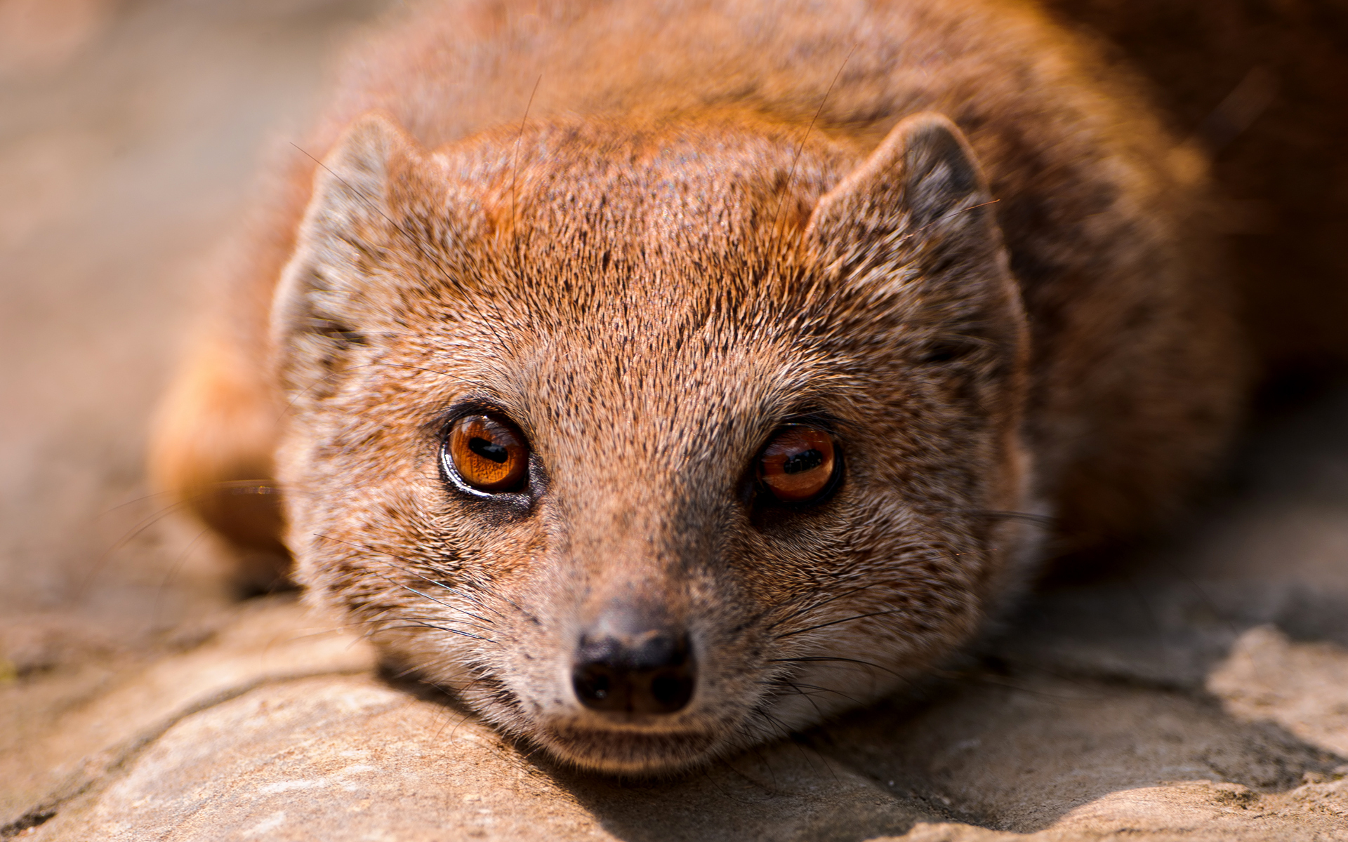 Best 43+ Mongoose Wallpapers on HipWallpapers