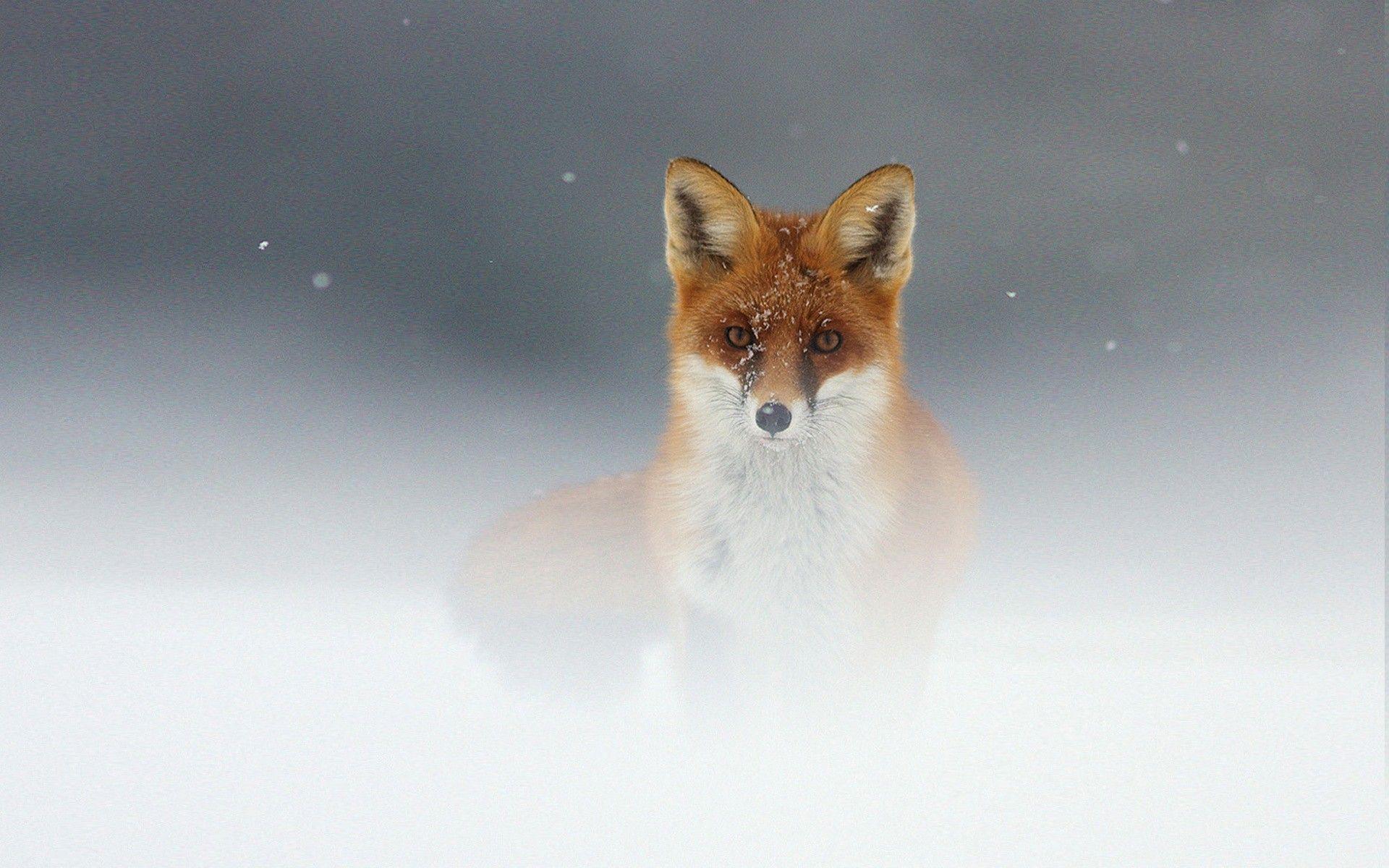 Most Downloaded Fox Animal Wallpapers