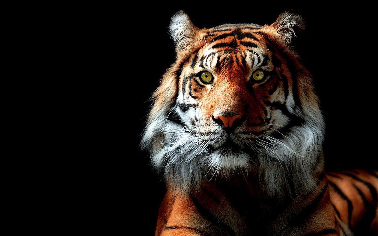 981 Tiger Wallpapers