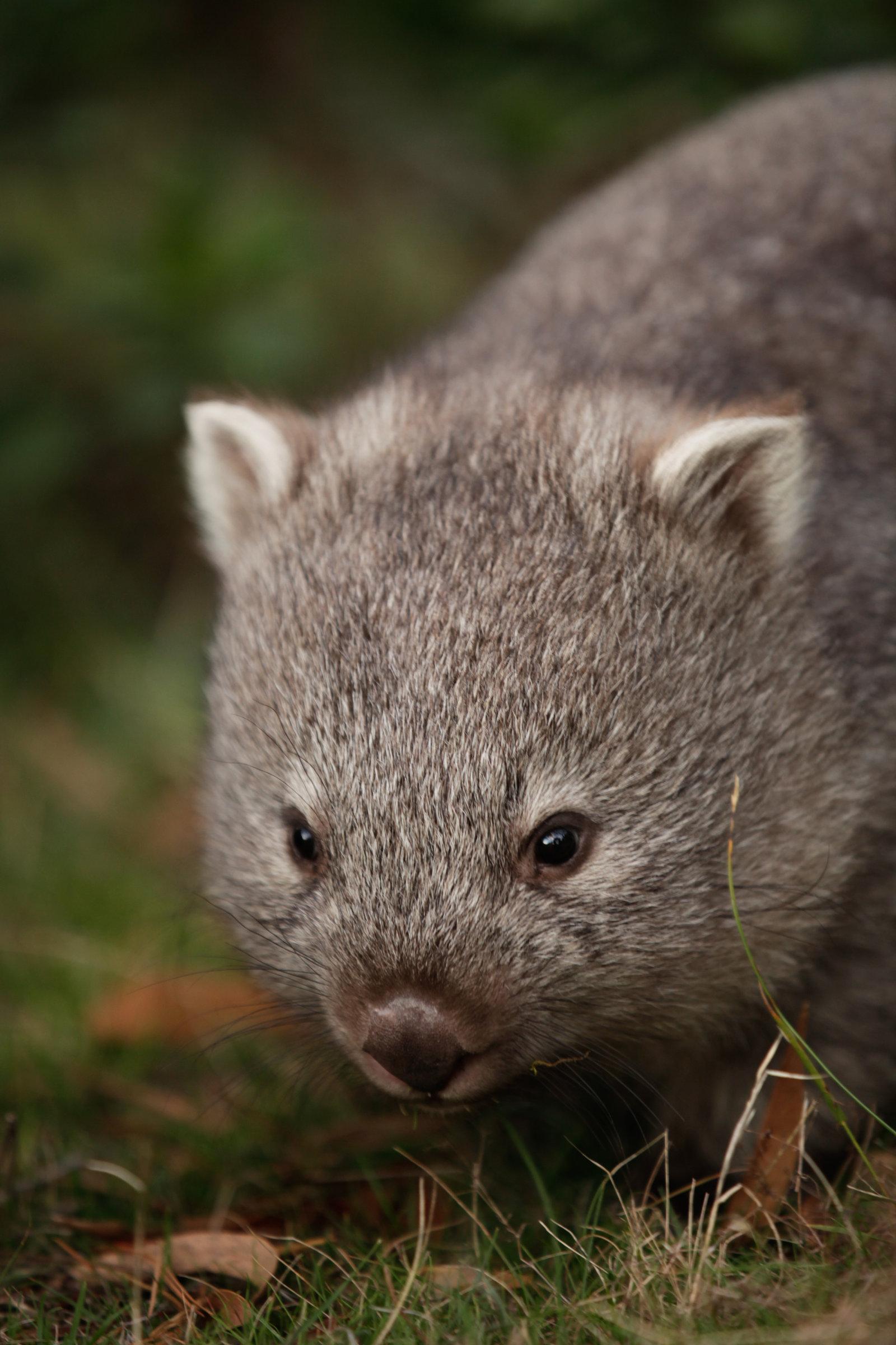 Best 40+ Wombat Backgrounds on HipWallpapers