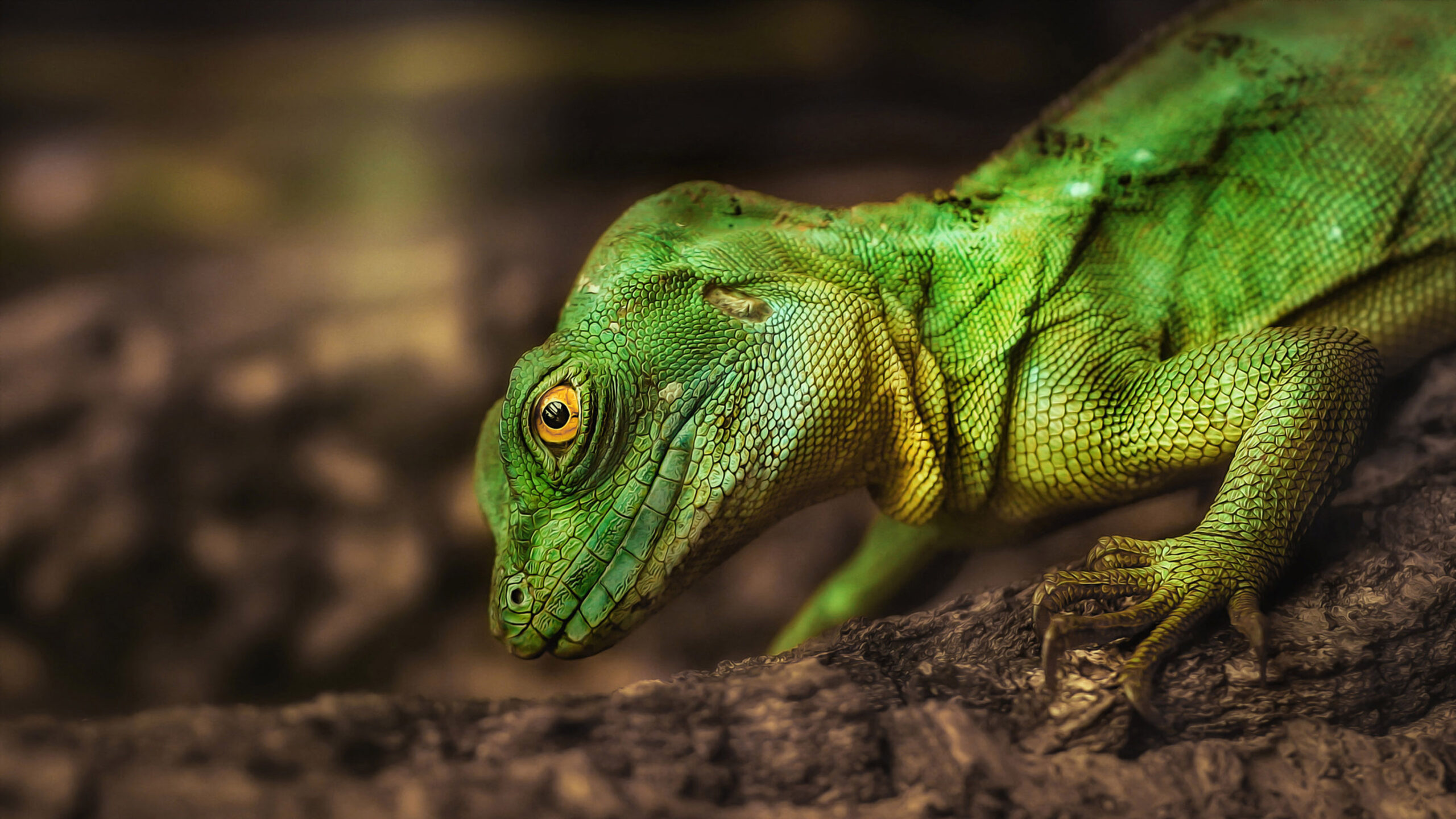 Reptile Green Iguana Anxious Looking Lizard From Game Iguana Known