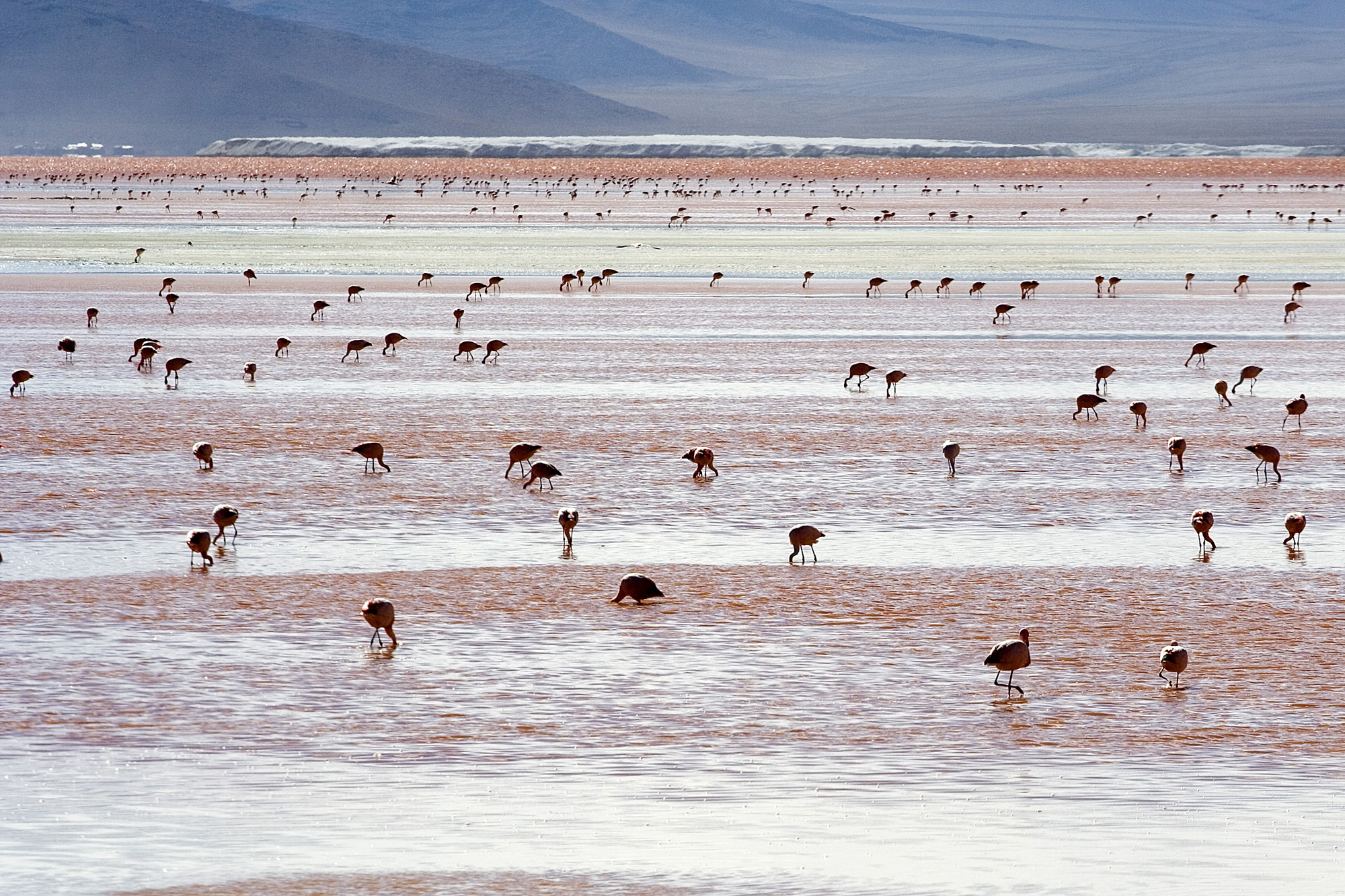 Laguna Colorada