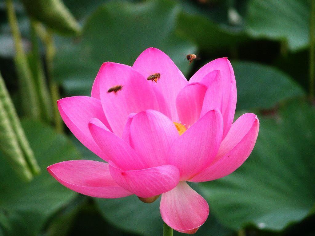 Lotus Flowers Flower Nice Wallpapers, HQ Backgrounds