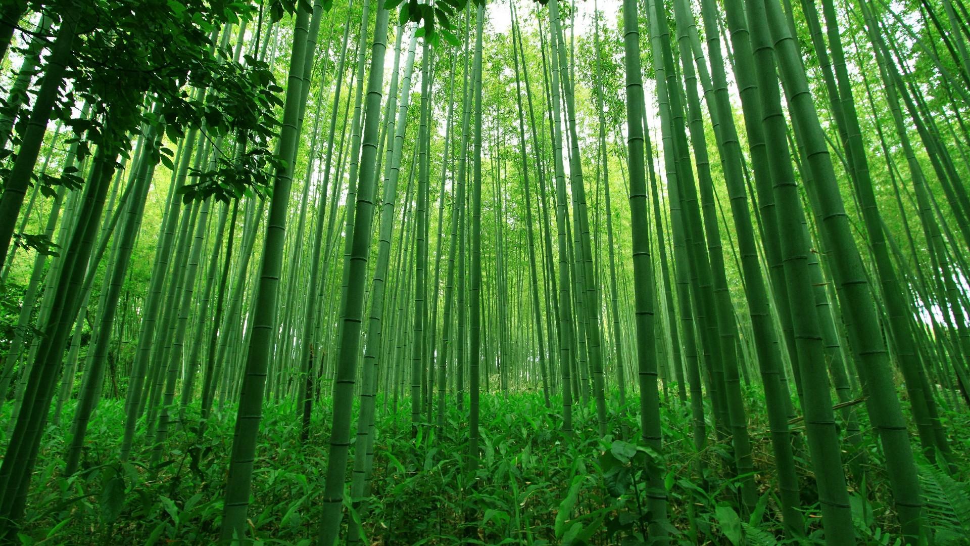 Bamboo Wallpapers