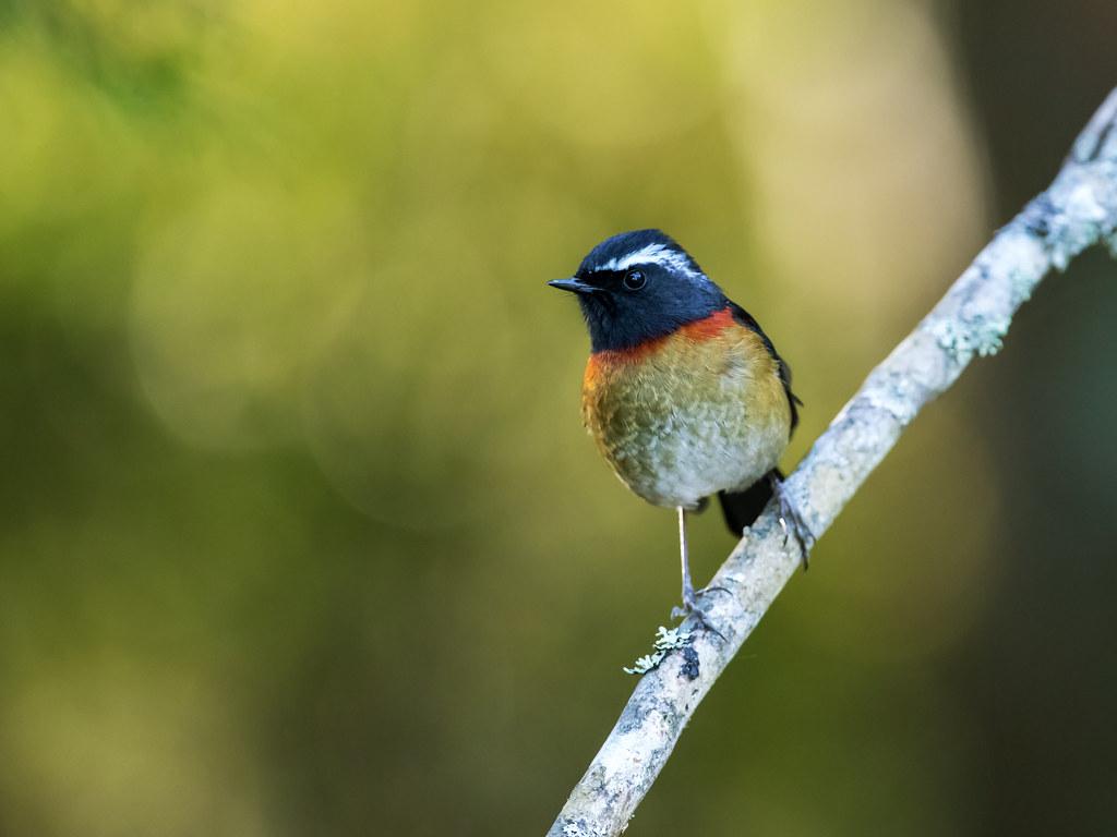 Collared Bush