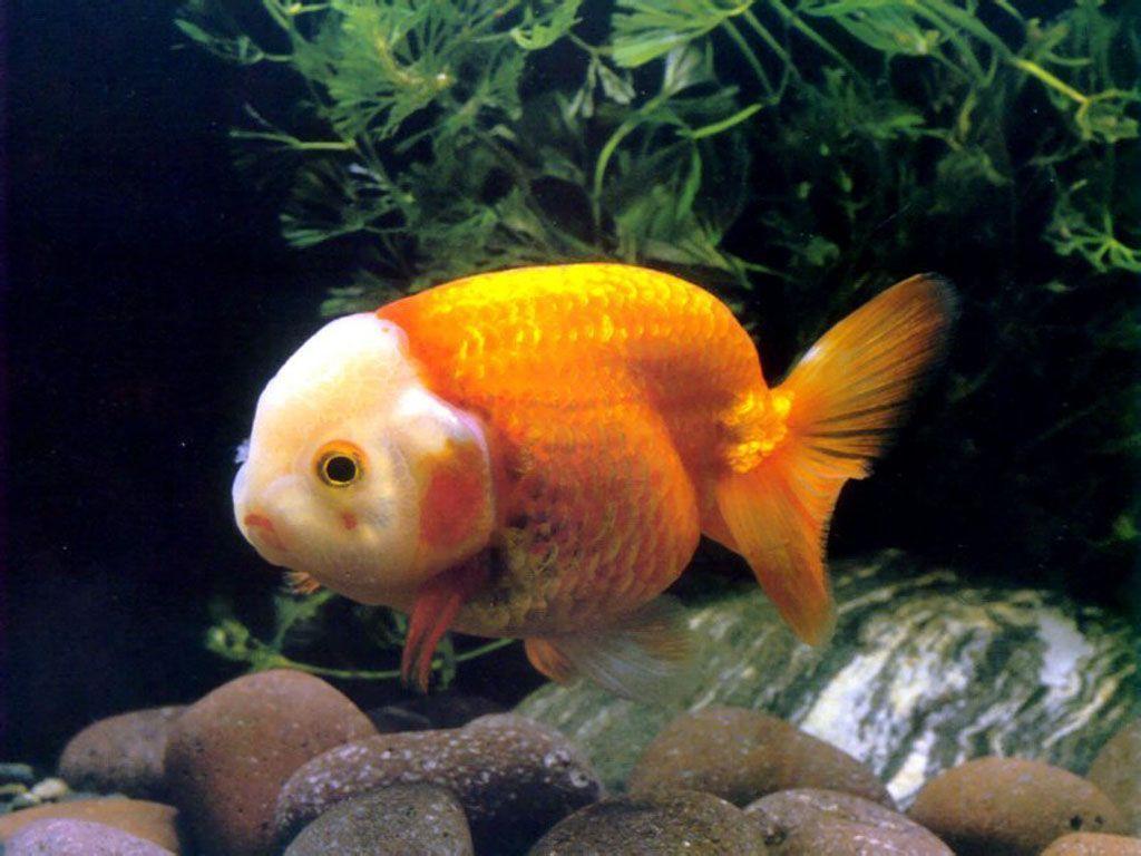 Goldfish Wallpapers – FREE HD WALLPAPERS