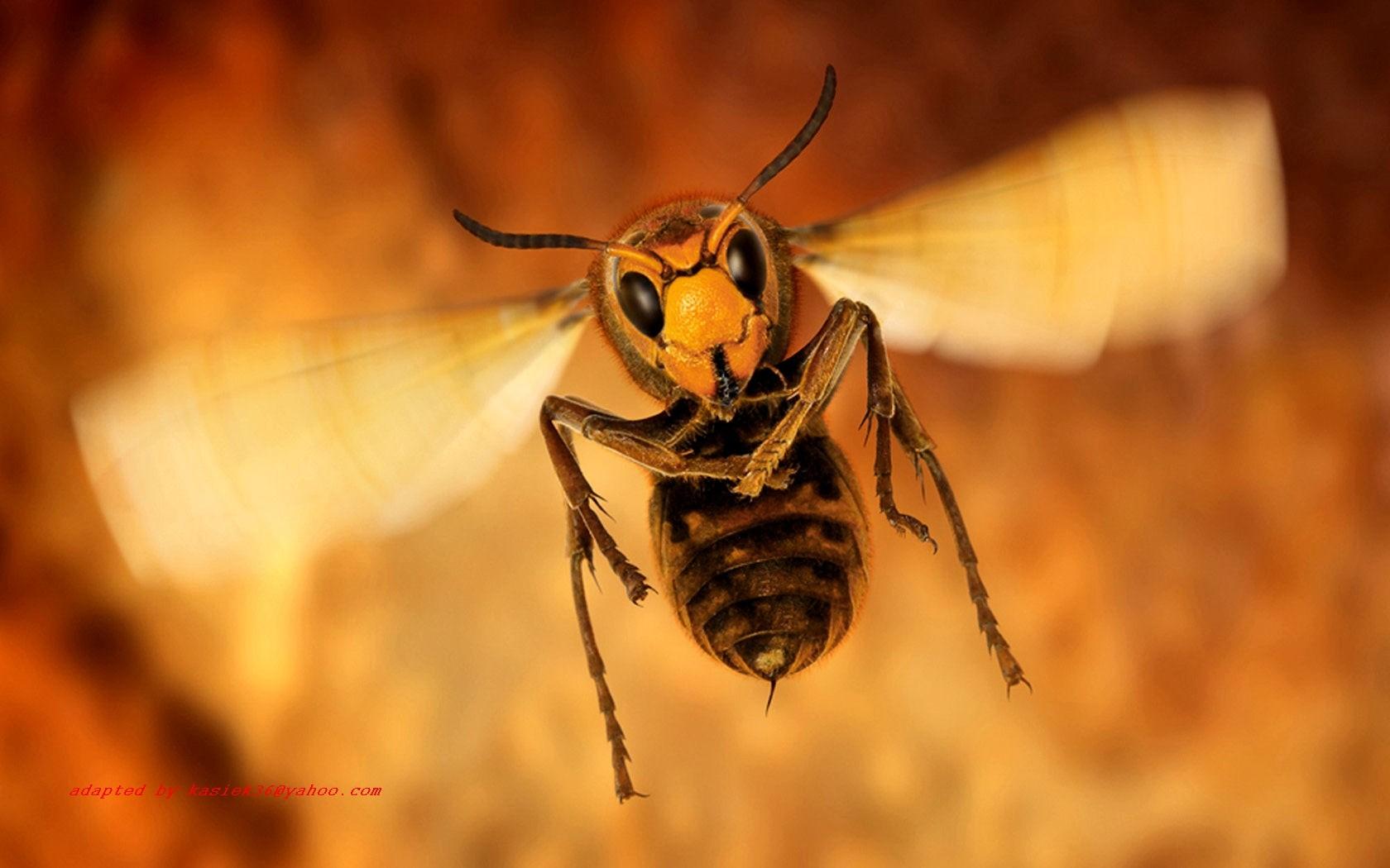 Wasp Insect Close Up Hd Wallpapers