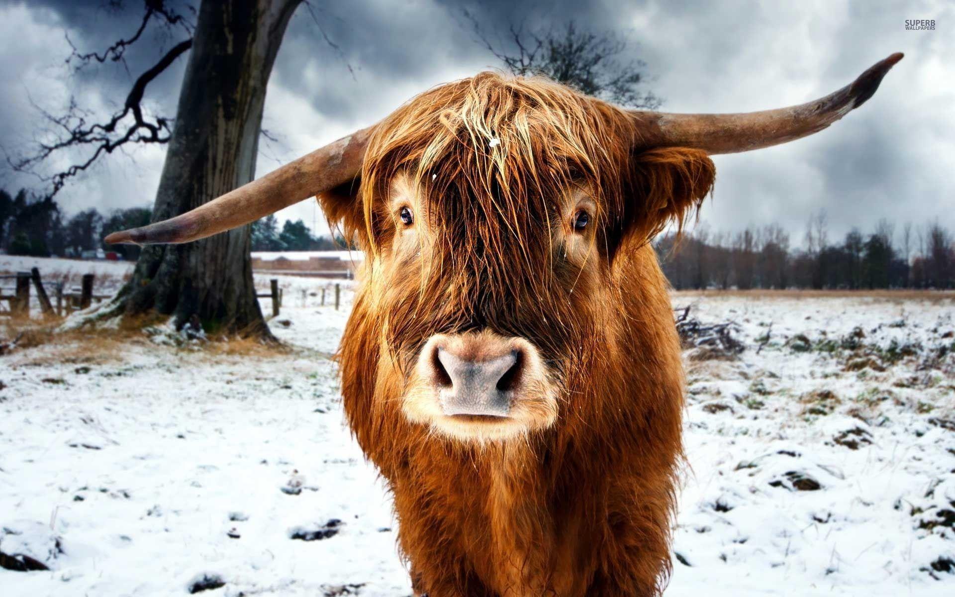 Scottish Wallpapers Highland Cattle