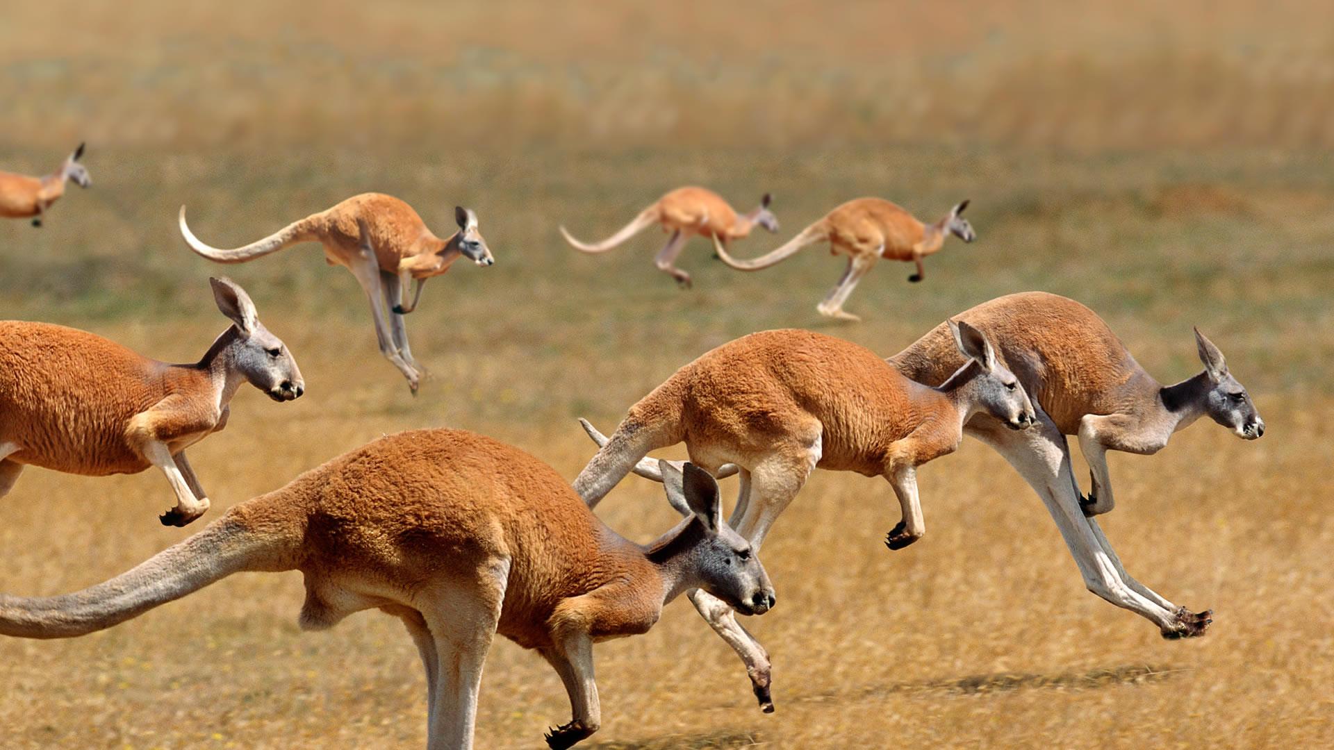 Kangaroo Wallpapers