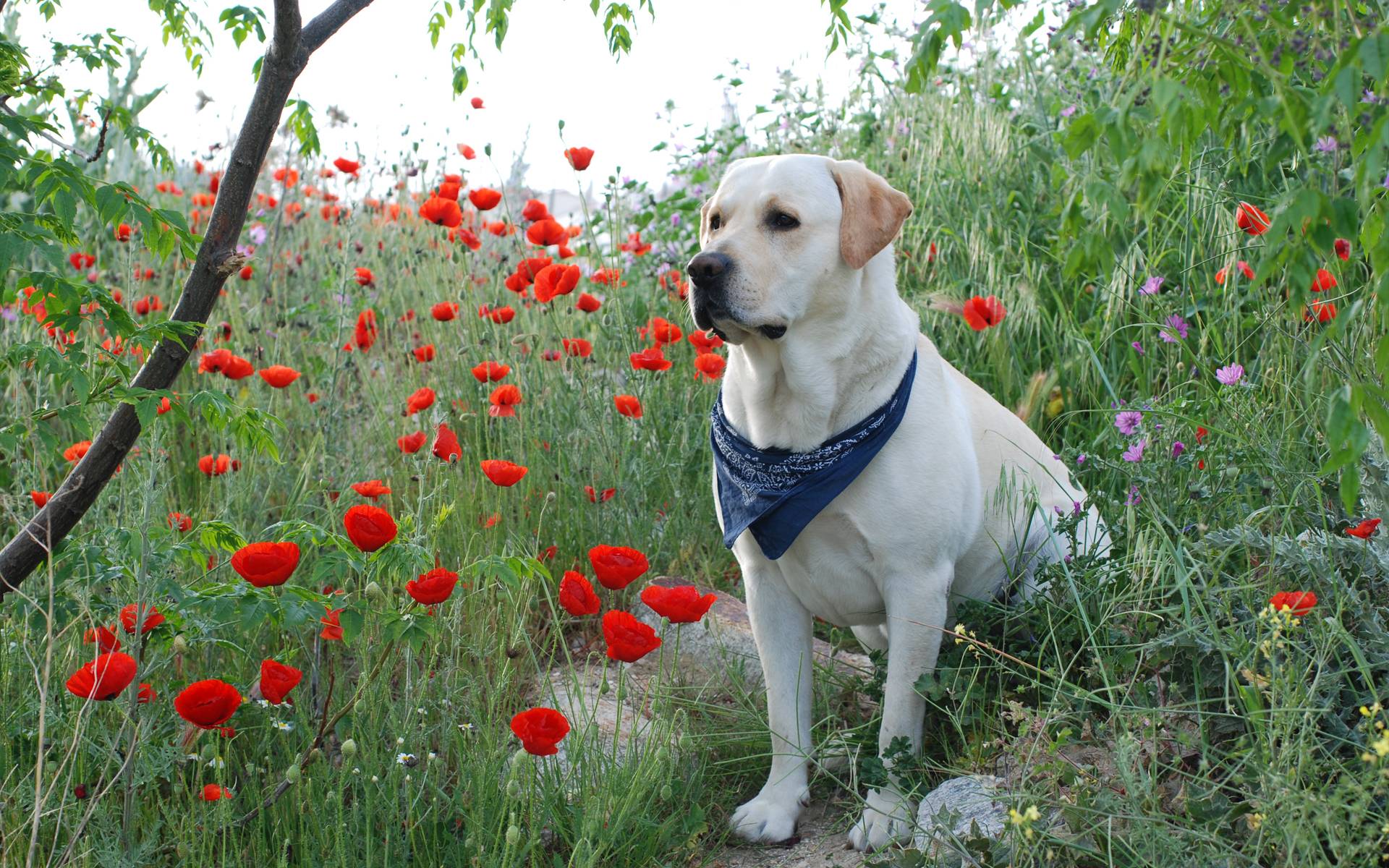 Labrador Retriever