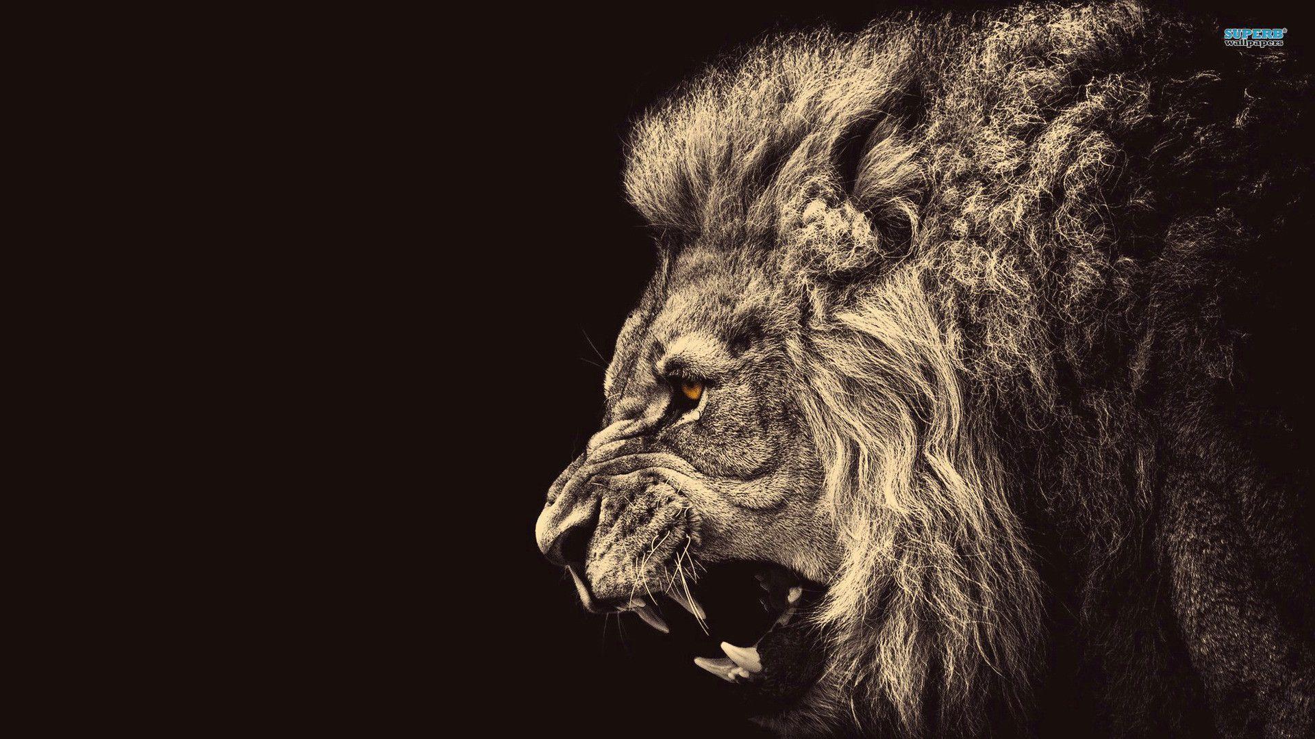 Lion wallpapers