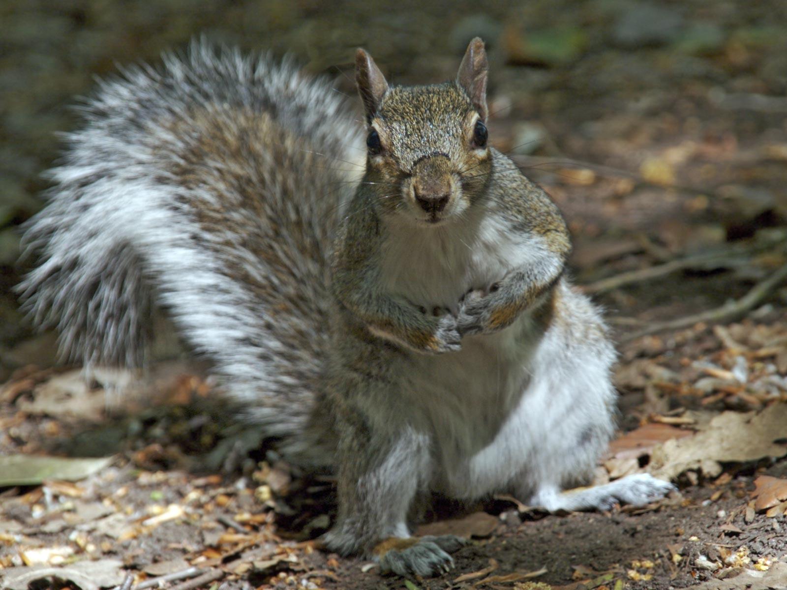 Curious Squirrel HD Wallpapers